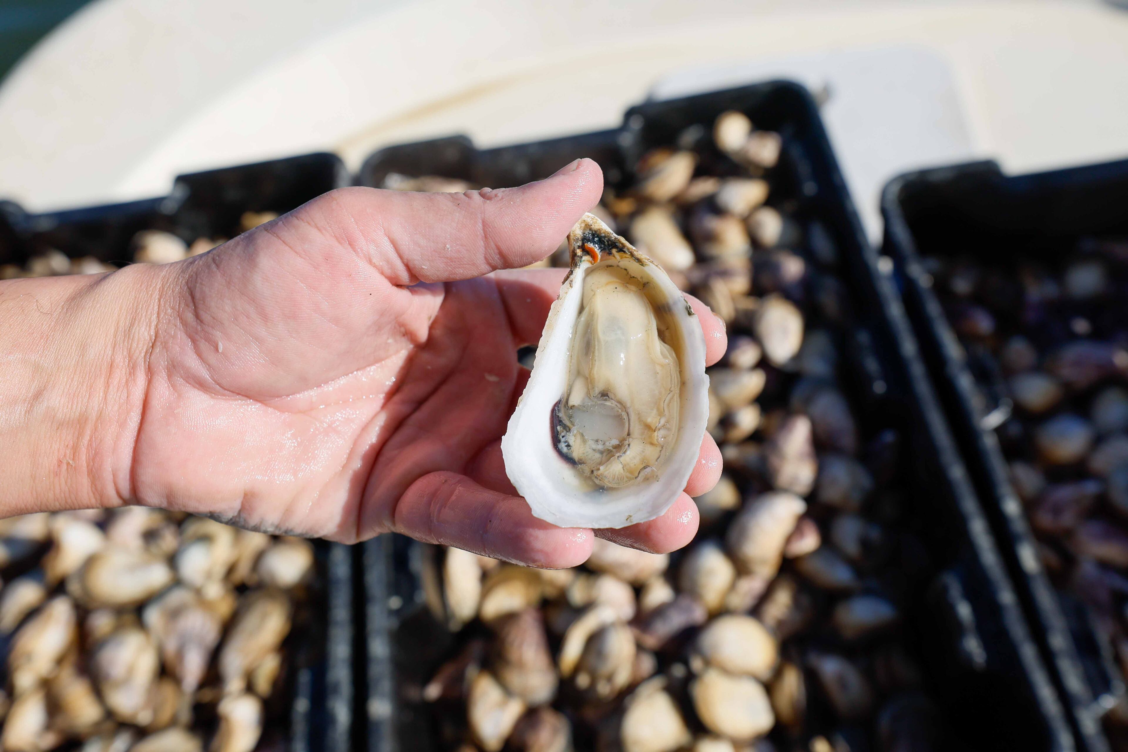 Chris Hathcock displays a freshly harvested, healthy oyster. After collaborating with Laura Solomon to complete the crop, they are now ready to take the next step: transporting the oysters to the mainland and preparing them for distribution.
(Miguel Martinez / AJC)
