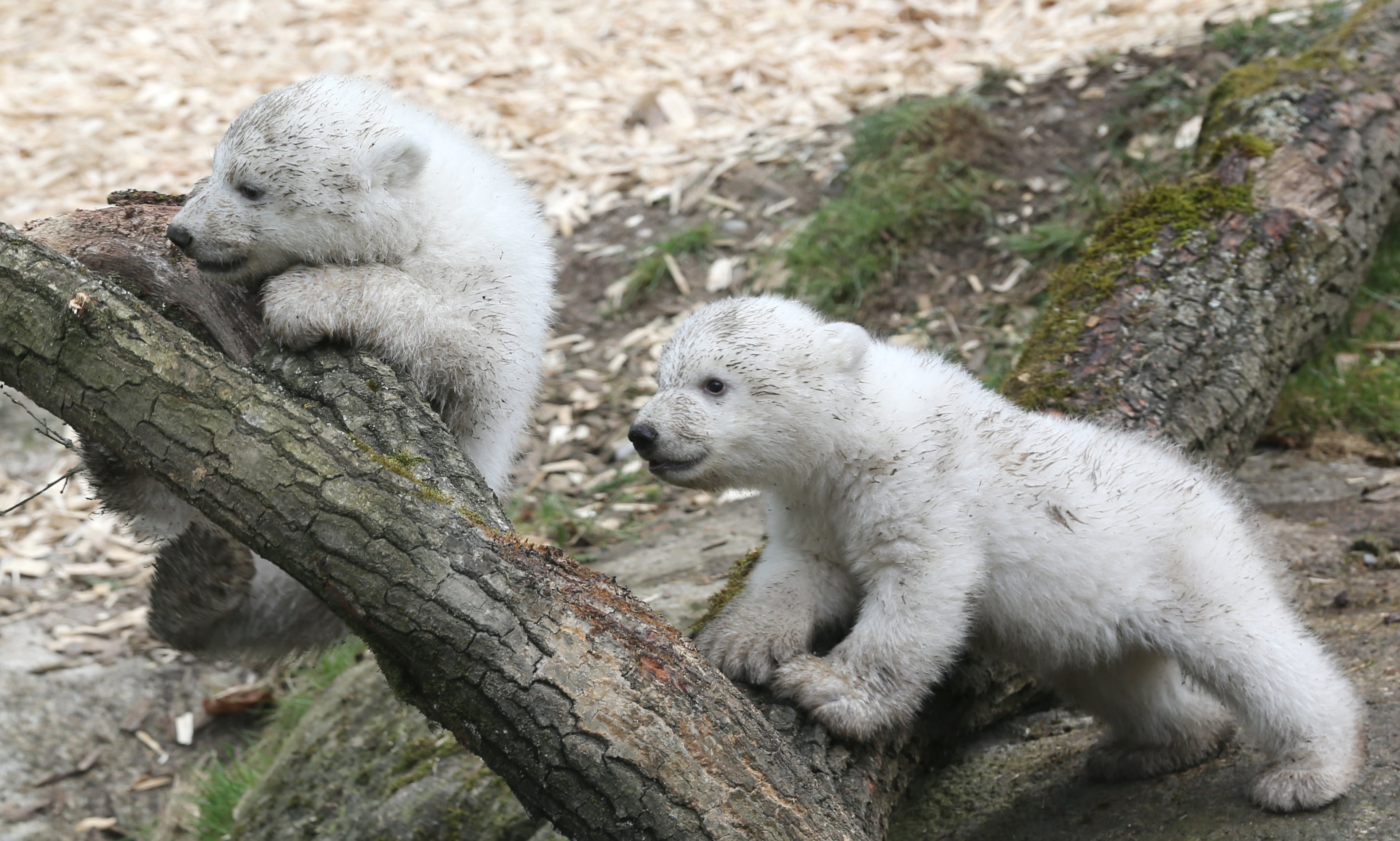 Two 14-week old polar bear twins explore their enclosure at the Hellabrunn zoo in Munich, Germany, Wednesday, March 19, 2014. The cubs who were born on Dec. 9, 2013 were presented to the public for the first time. (AP Photo/dpa, Stephan Jansen)