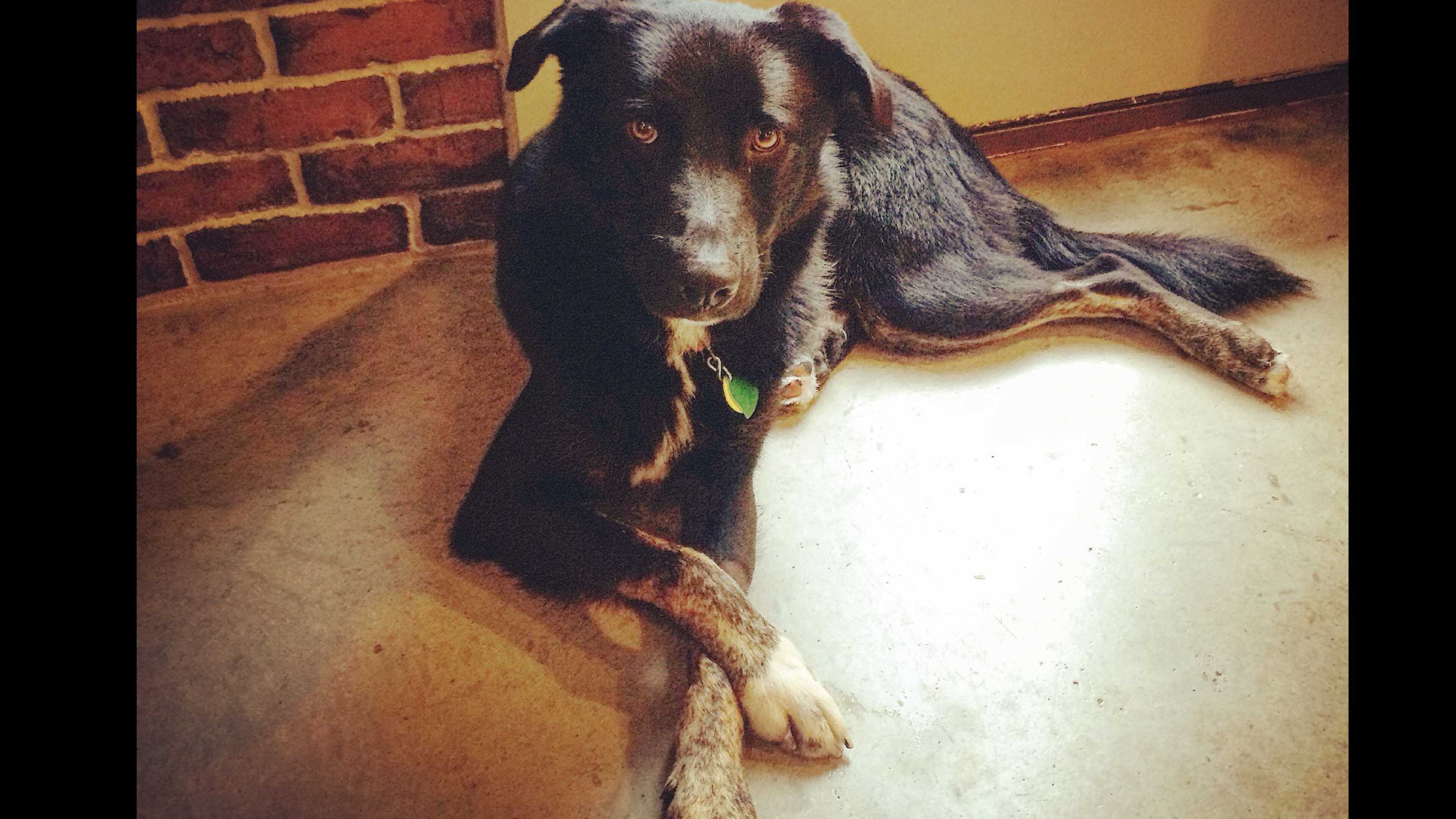 An Atlanta dog, George, was reunited with his owners after being missing for nearly one and a half years.