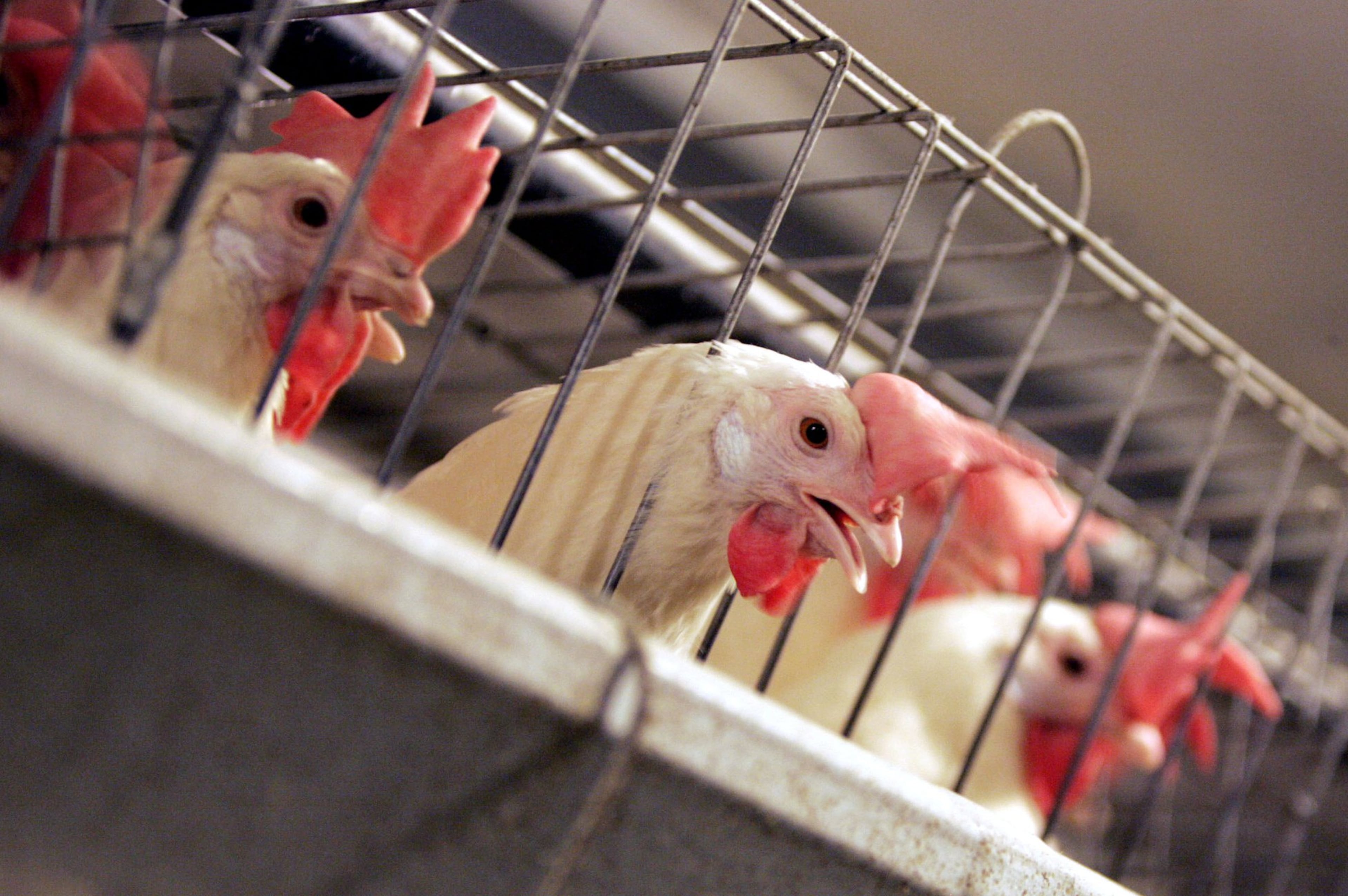 Bird flu strain lethal to poultry detected in Georgia chicken facility