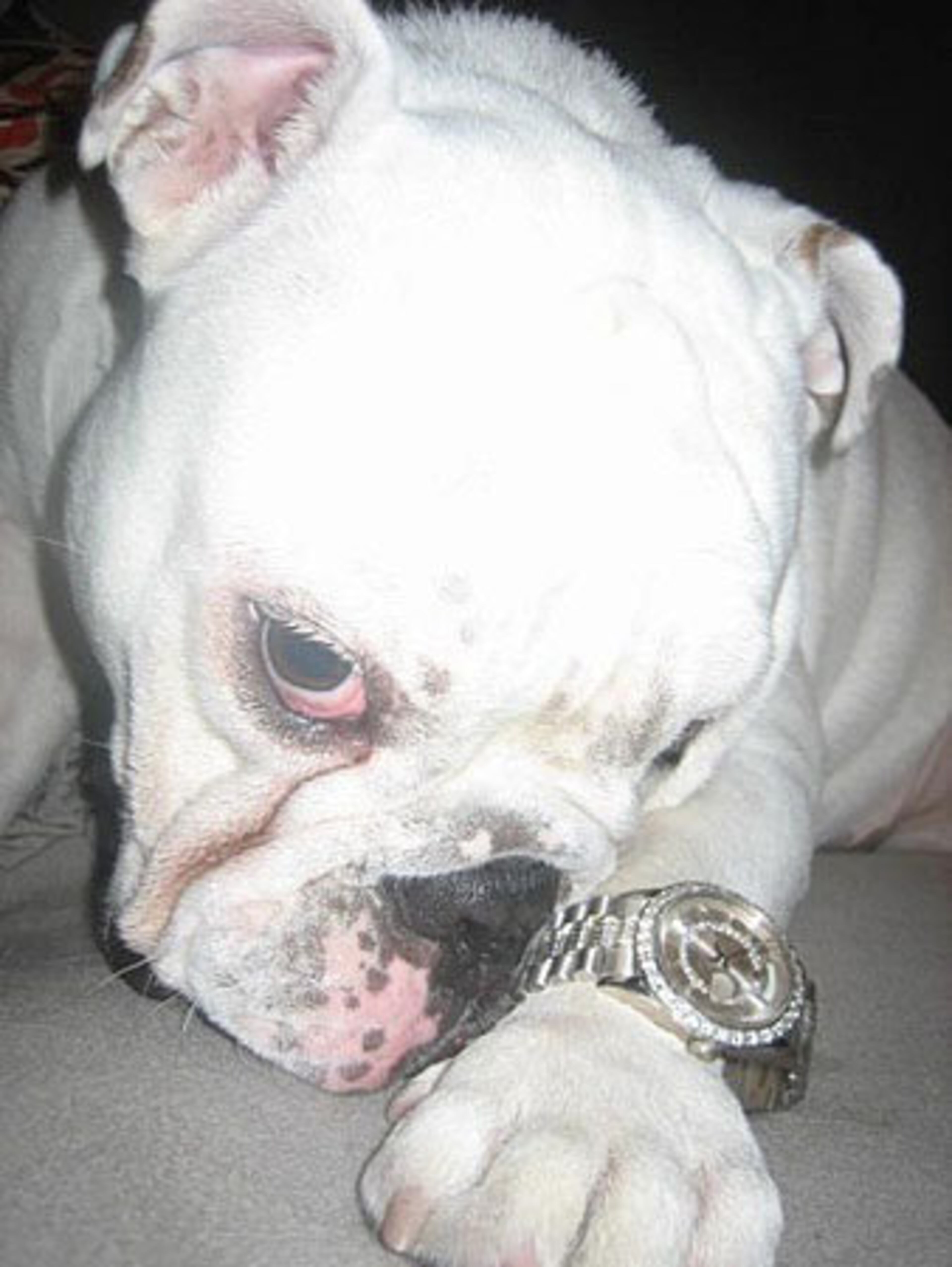 MEATY, FROM MTV'S "ROB & BIG": He can skateboard, has a mini-horse as a sidekick and captured the hearts of MTV viewers everywhere. Meaty is the lovable pet of professional skateboarder Rob Dyrdek and his bodyguard, Christopher "Big Black" Boykin. Meaty is the quintessential Hollywood dog. He embraced the "Do Work, Son" mentality of his owner by becoming a model for Dick Van Patten dog food.