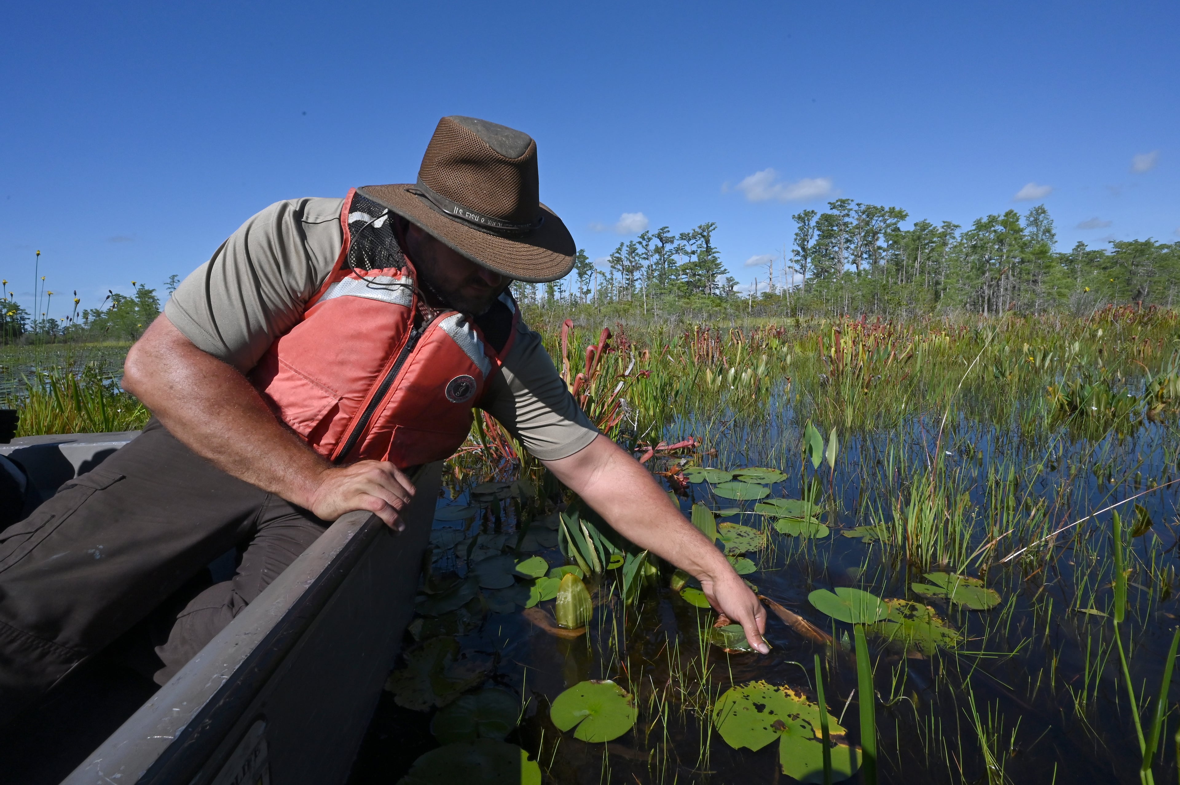 Zach Carter shows off a "neverwet," one of the aquatic plants native to the Okefenokee Swamp. (Hyosub Shin/AJC 2025)