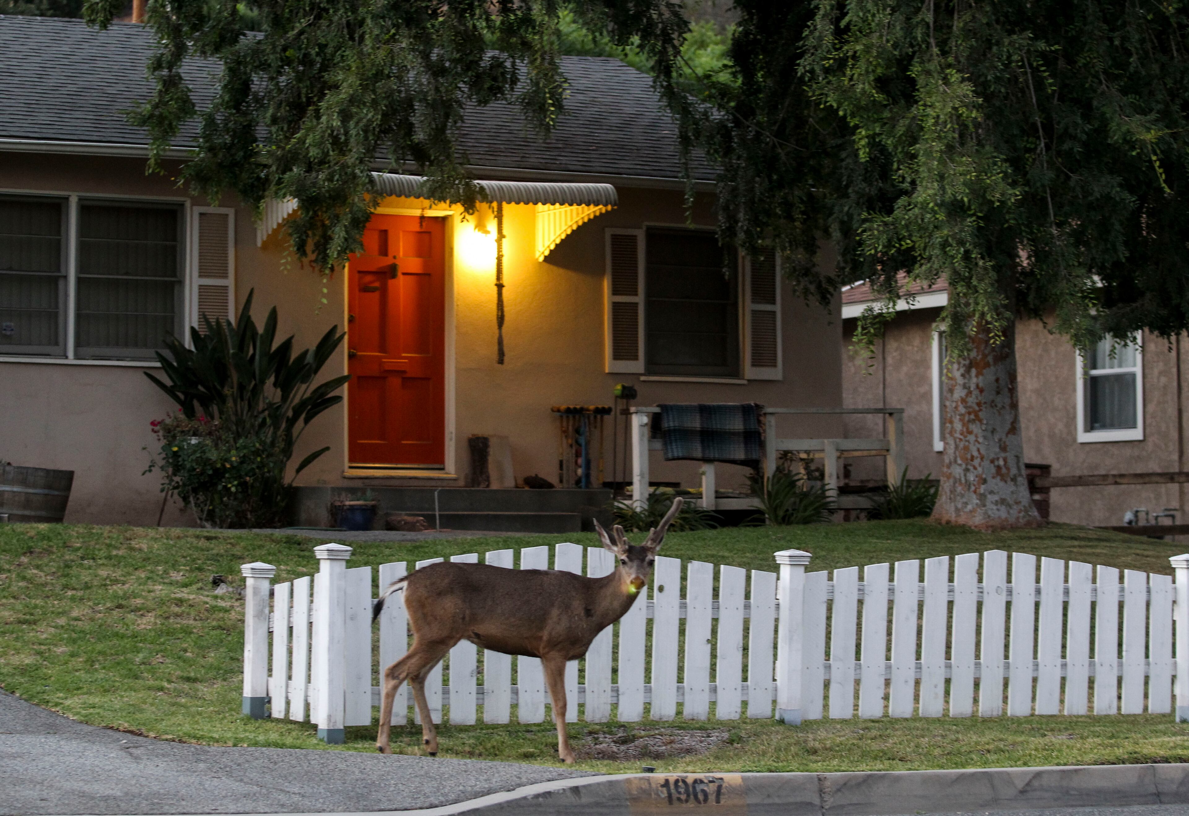 A deer stands in front a home as a wildfire in Azusa, Calif., Monday, June 20, 2016. (AP Photo/Ringo H.W. Chiu)