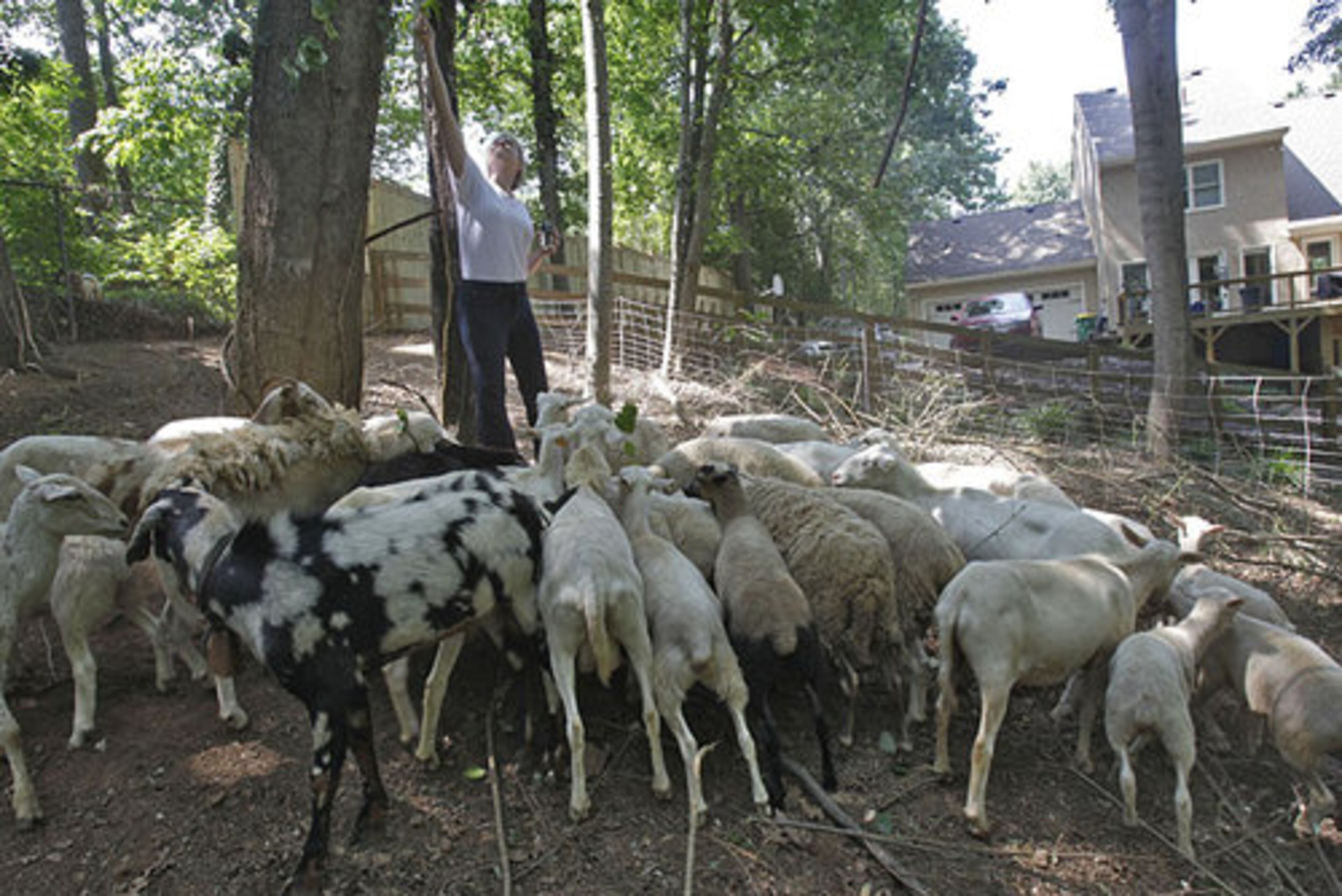 Kathie Brown pulls some vines out of a tree in her yard that she is clearing of brush so she can landscape. The sheep can hardly wait for a taste of it.