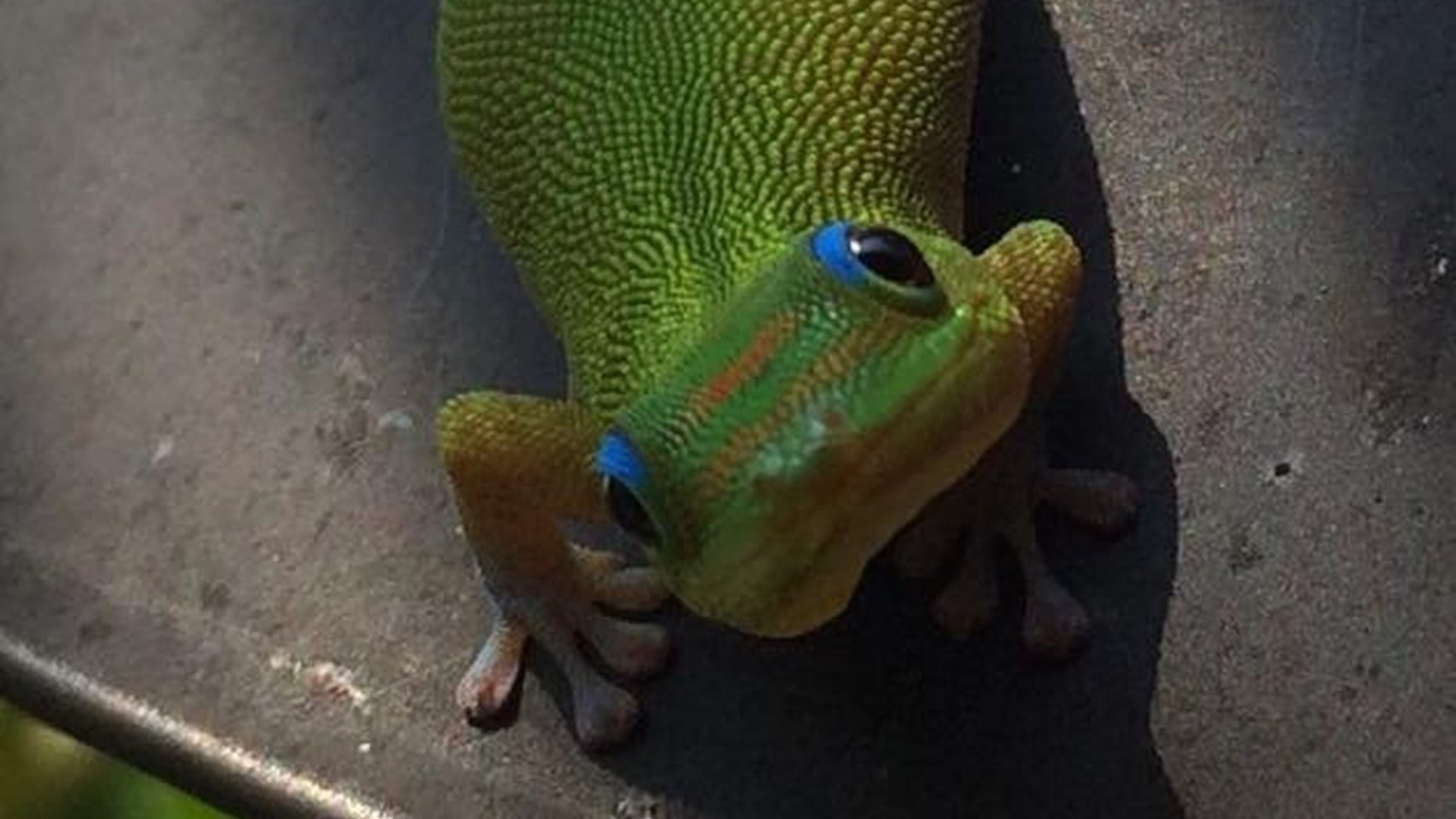 Mike Mauk of Lawrenceville took this photo in Kona, Hawaii in March. “This little guy invited himself over to check out my beer,” he wrote. “No, he did not try to sell me insurance (GEICO). Geckos are ubiquitous throughout the Hawaiian Islands today, but that was not always the case, according to MauiInvasive.org. Though lizards can colonize islands by clinging to drifting trees and plant material, the Hawaiian archipelago’s extreme isolation in the middle of the Pacific Ocean likely prevented any terrestrial reptiles from reaching its shores. It was only after humans arrived in Hawaii that reptiles and amphibians found passage aboard canoes, ships and eventually planes. Thus began the waves of introduced geckos, skinks, frogs and chameleons that came and spread throughout the Islands.