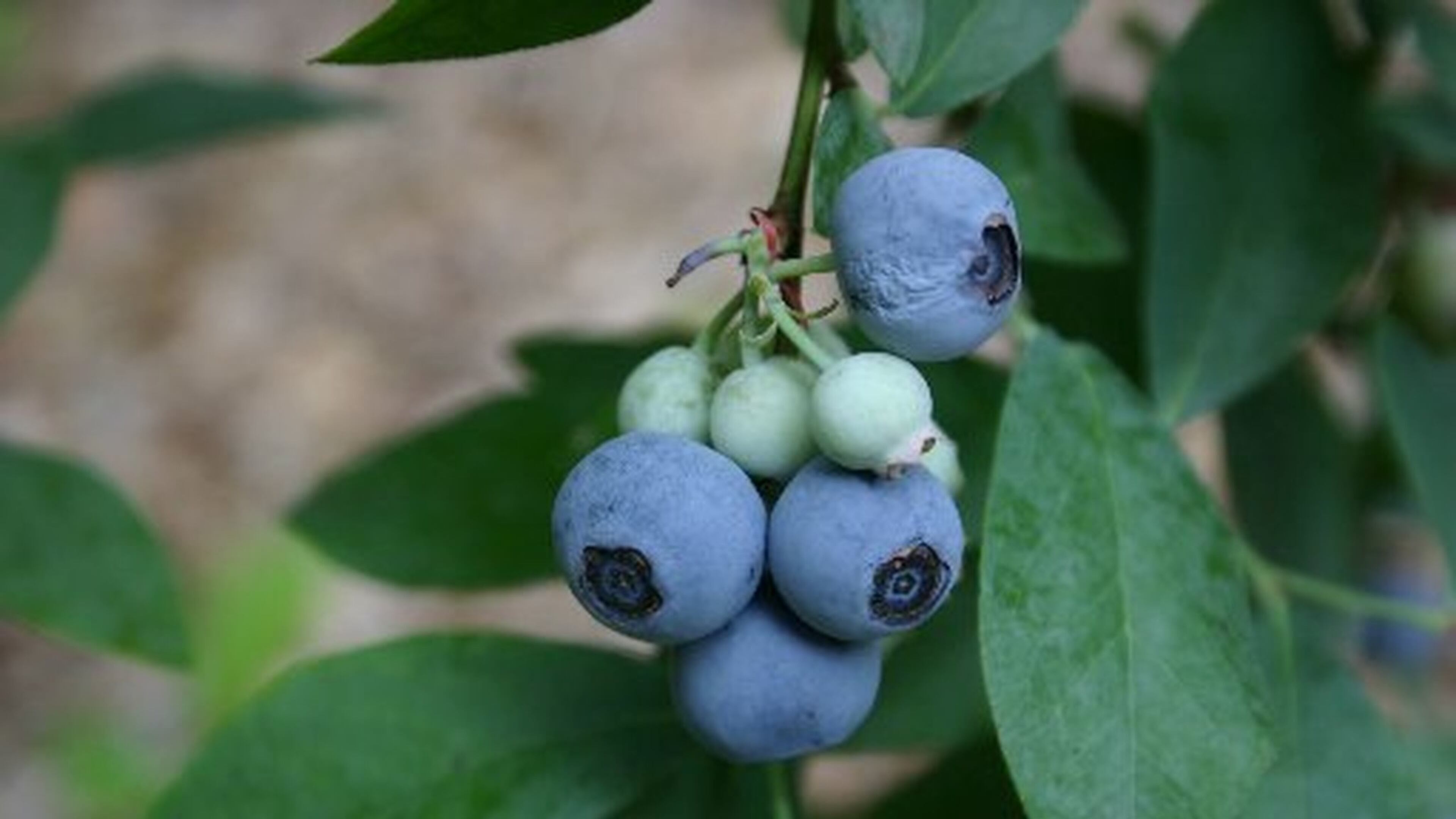Georgia’s pecan, blueberry and peach industry needs cooler, drier weather, say growers. The final weeks of 2015 were warm and wet. WALTER REEVES