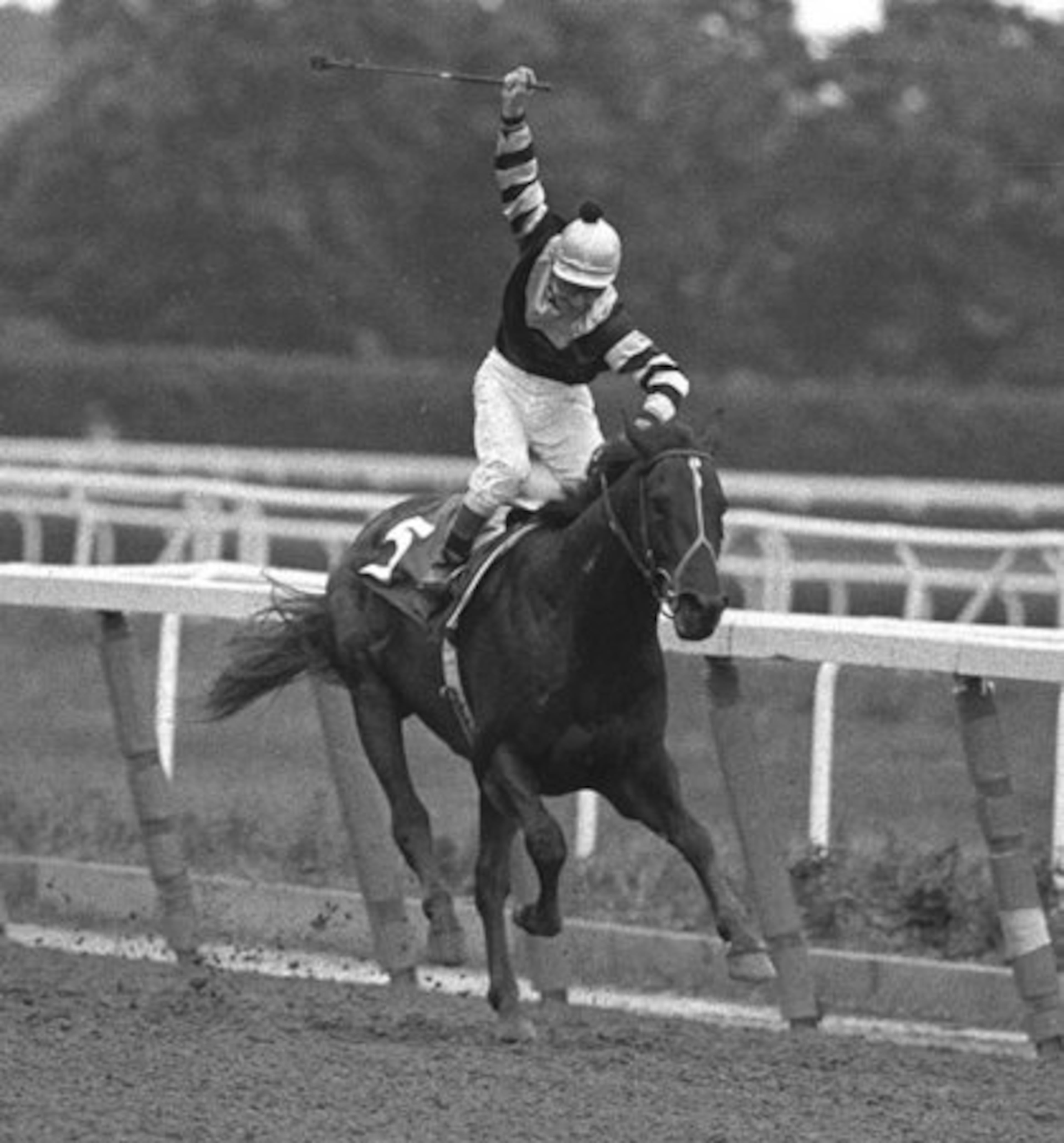 Seattle Slew remains the only horse to win the Triple Crown (1977) while undefeated. The thoroughbred finished his career with 14 first- and two second-place finishes in 17 races.