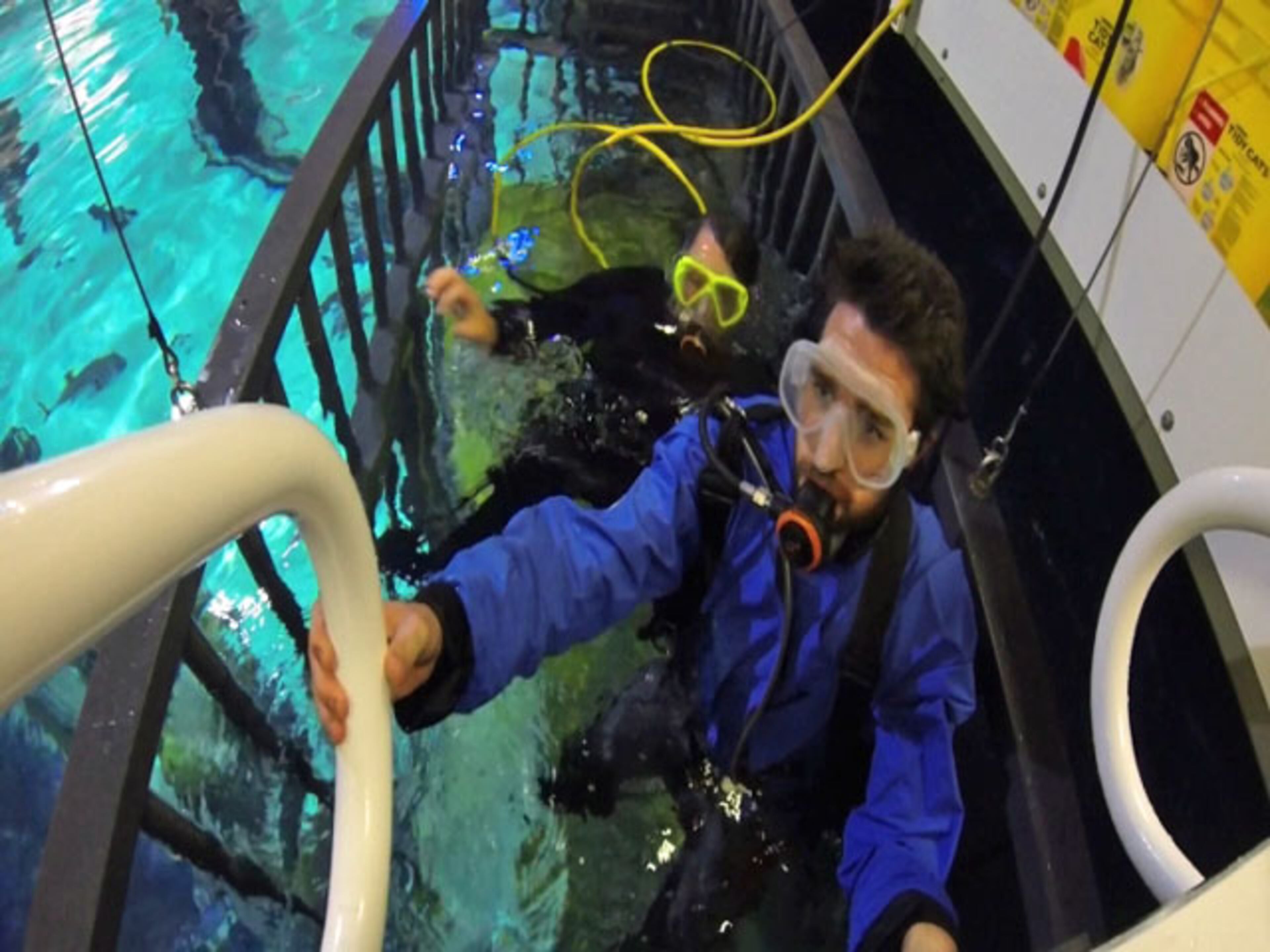 Starting Oct. 11, non-certified divers will be able to view 17 sharks up close from an underwater cage. No experience is necessary!