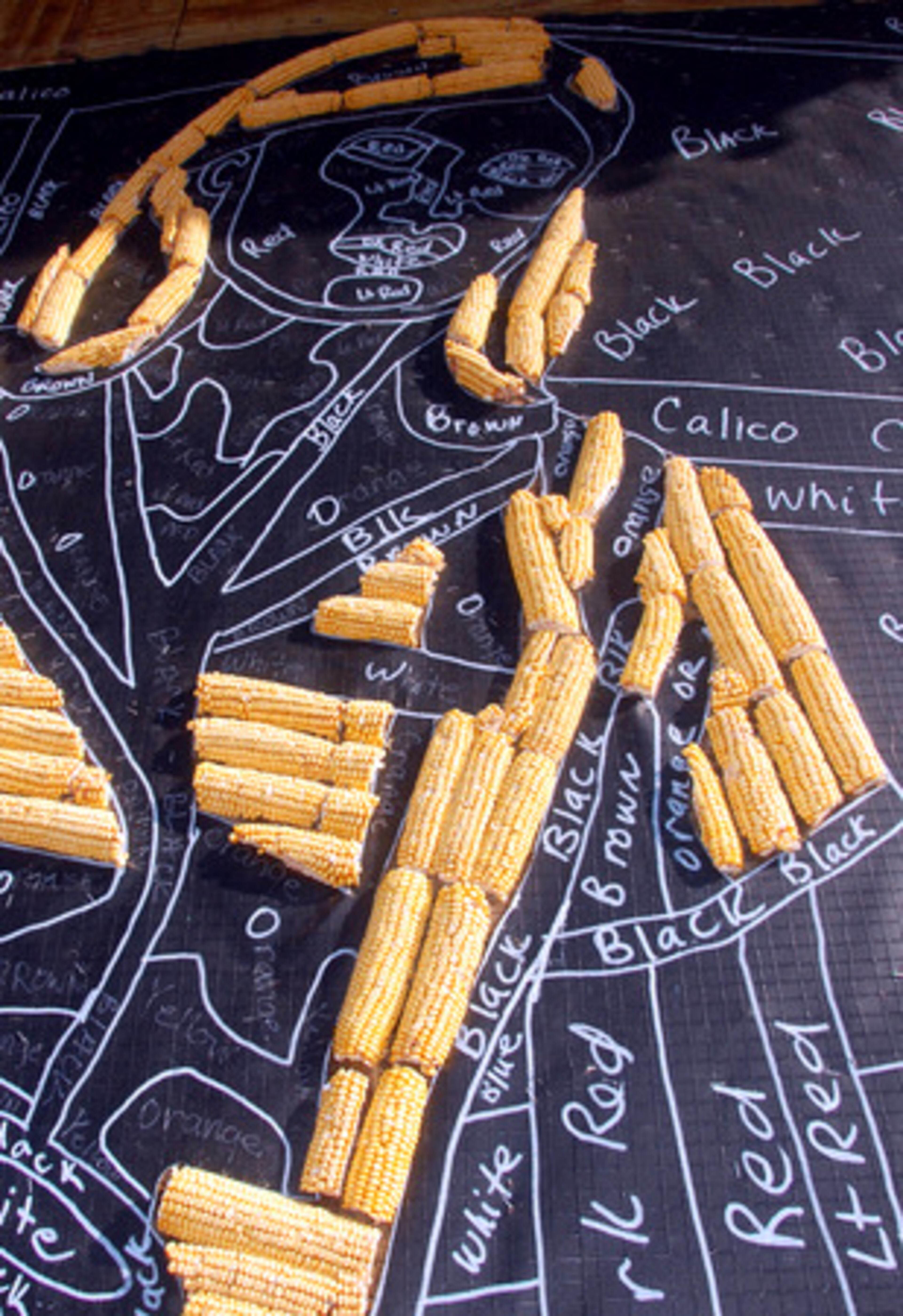 To create the murals, decorators attach 12 different colors of corn to plywood covered with tar paper using a "corn by numbers" method.