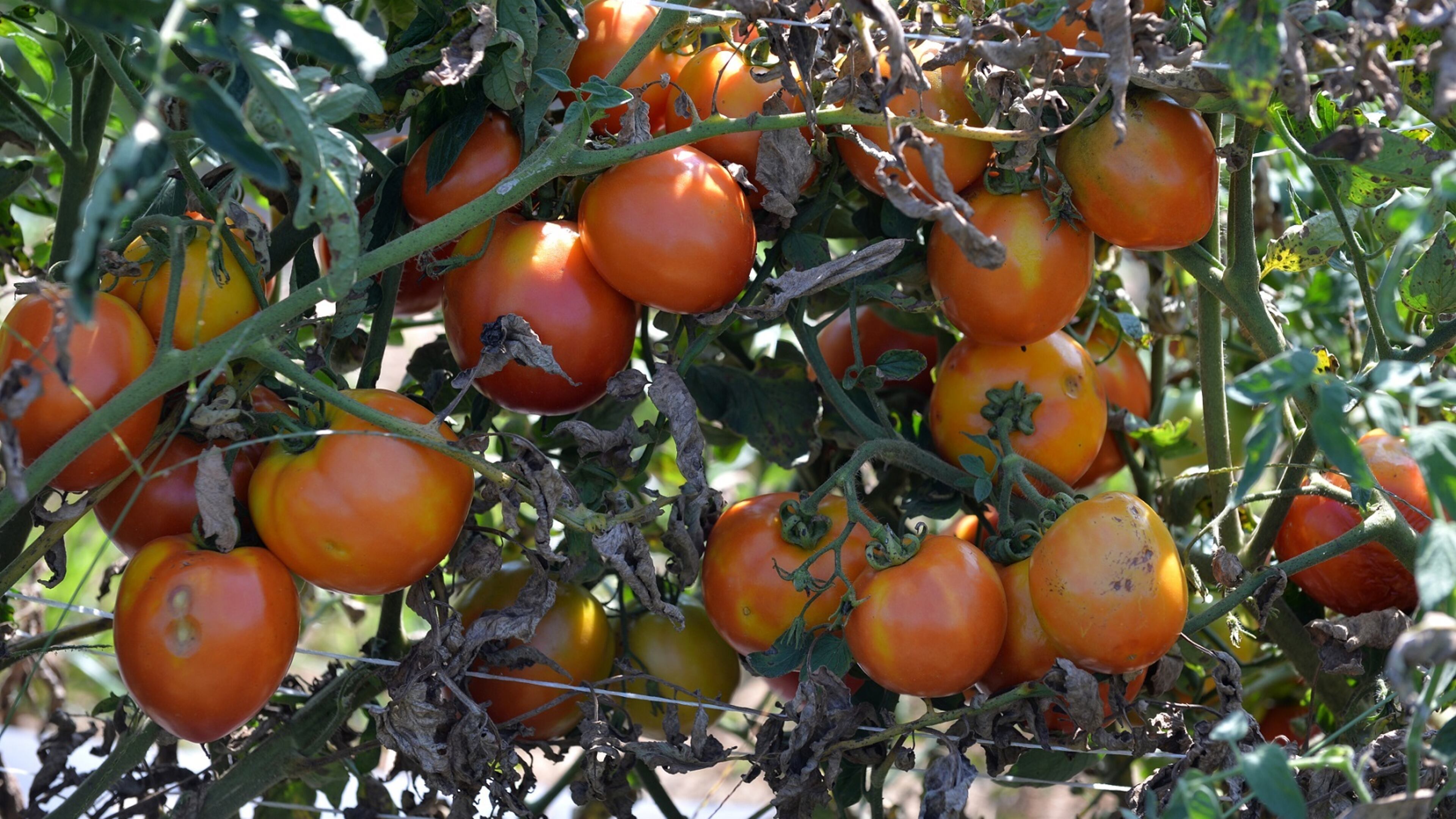 Alpharetta will host a community forum on the value of locally grown food 6 p.m. Wednesday, Feb. 27, at City Hall. BRANT SANDERLIN /BSANDERLIN@AJC.COM .