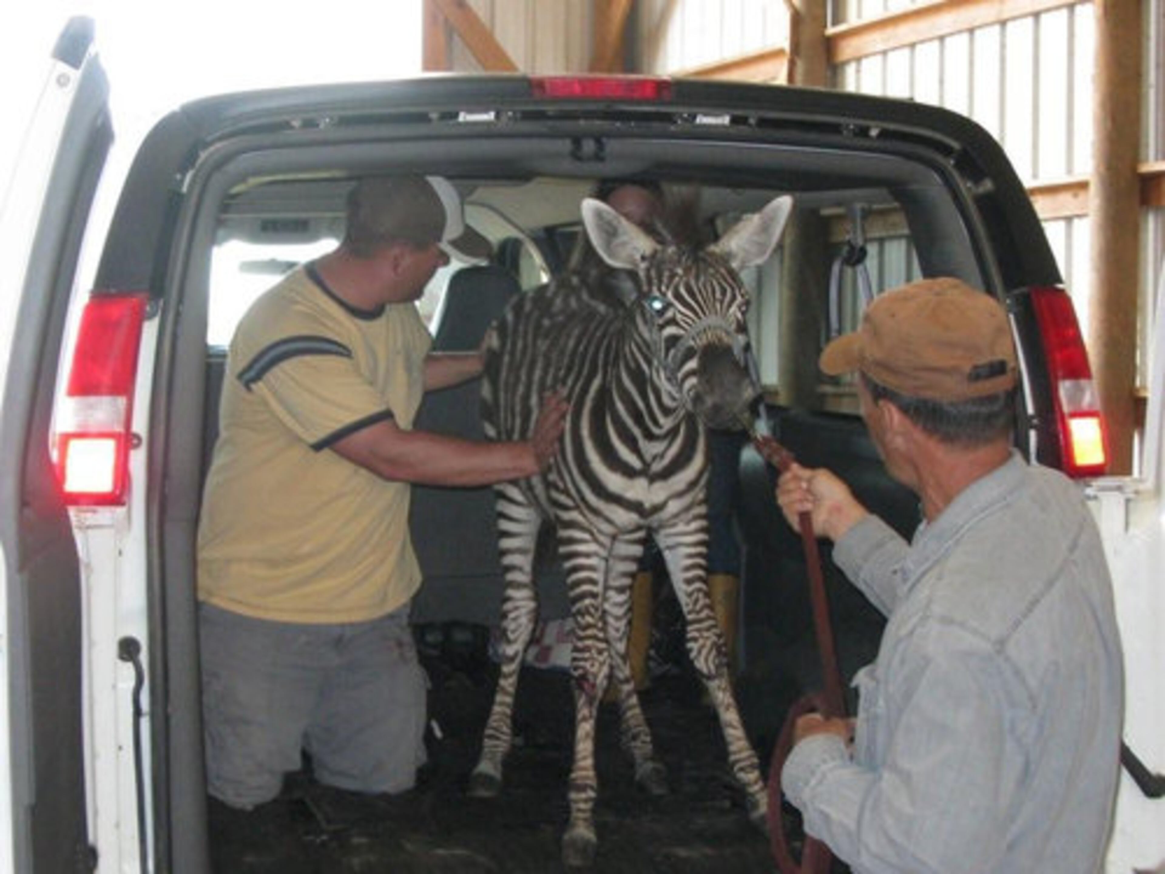 It's been quite a journey for the injured zebra that deputies found in April along Interstate 75. Police kept referring to the animal as Evidence, and the name stuck. Charles Hedgecoth, Sr., co-founder of Noah's Ark rescue and rehabilitation center, transported the animal to Auburn University for surgery with help from his son, Charles Hedgecoth, Jr. (left).
