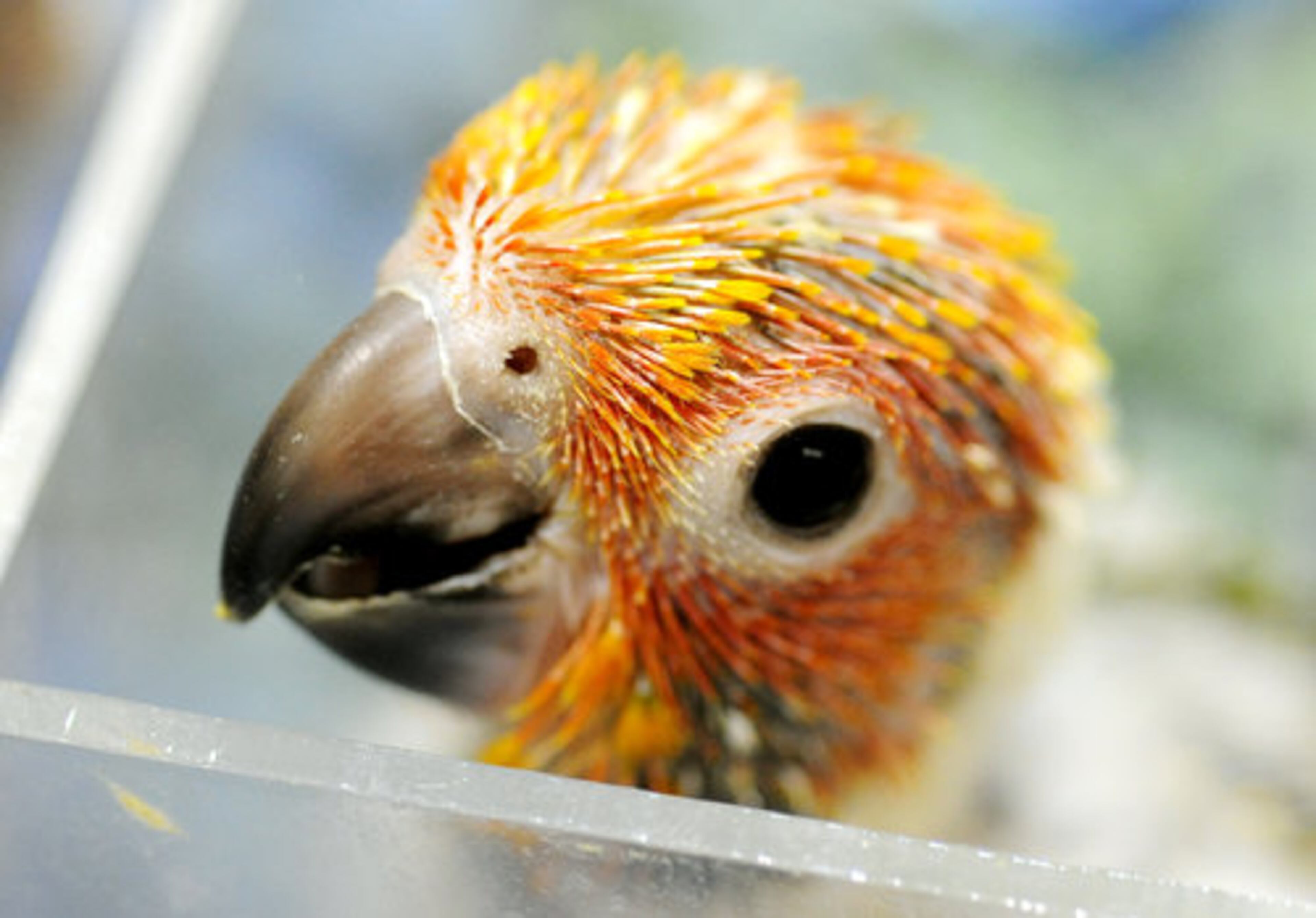 At 6 weeks old this sun conure parrot from Purty Tweet Birdies of Monticello is just an infant.