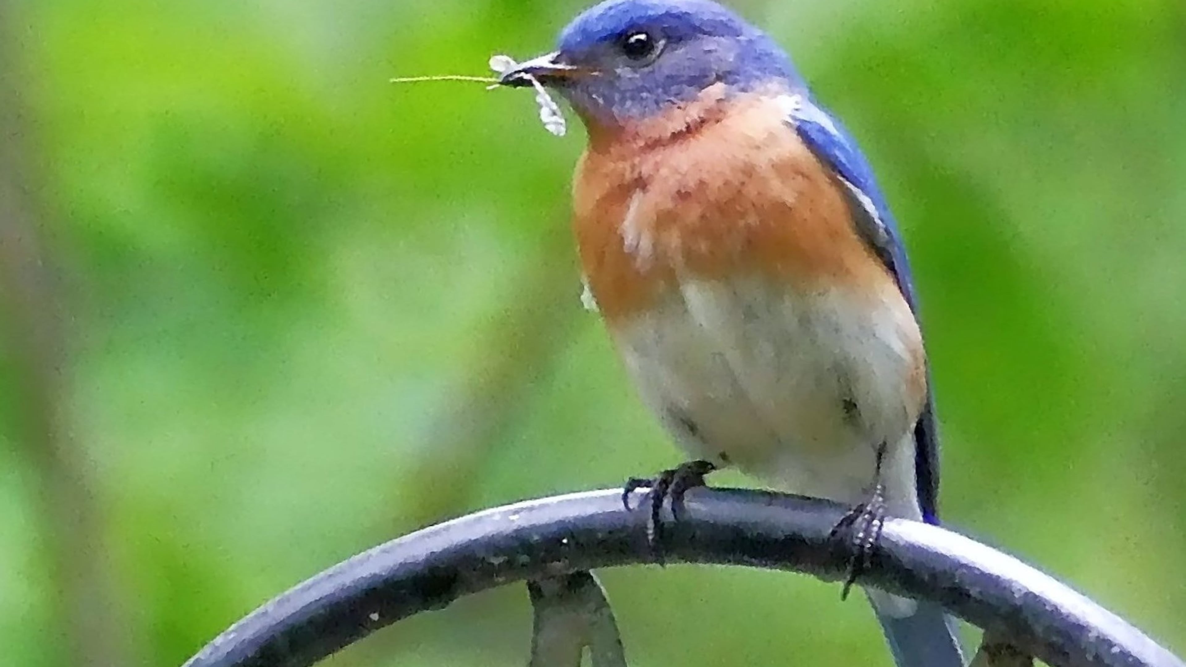 A pair of Eastern bluebirds (female shown here) in Georgia feeds their young more than 300 caterpillars and other insects per day. Plants native to Georgia provide nourishment for the huge volumes of insects needed by nesting birds. CONTRIBUTED BY CHARLES SEABROOK