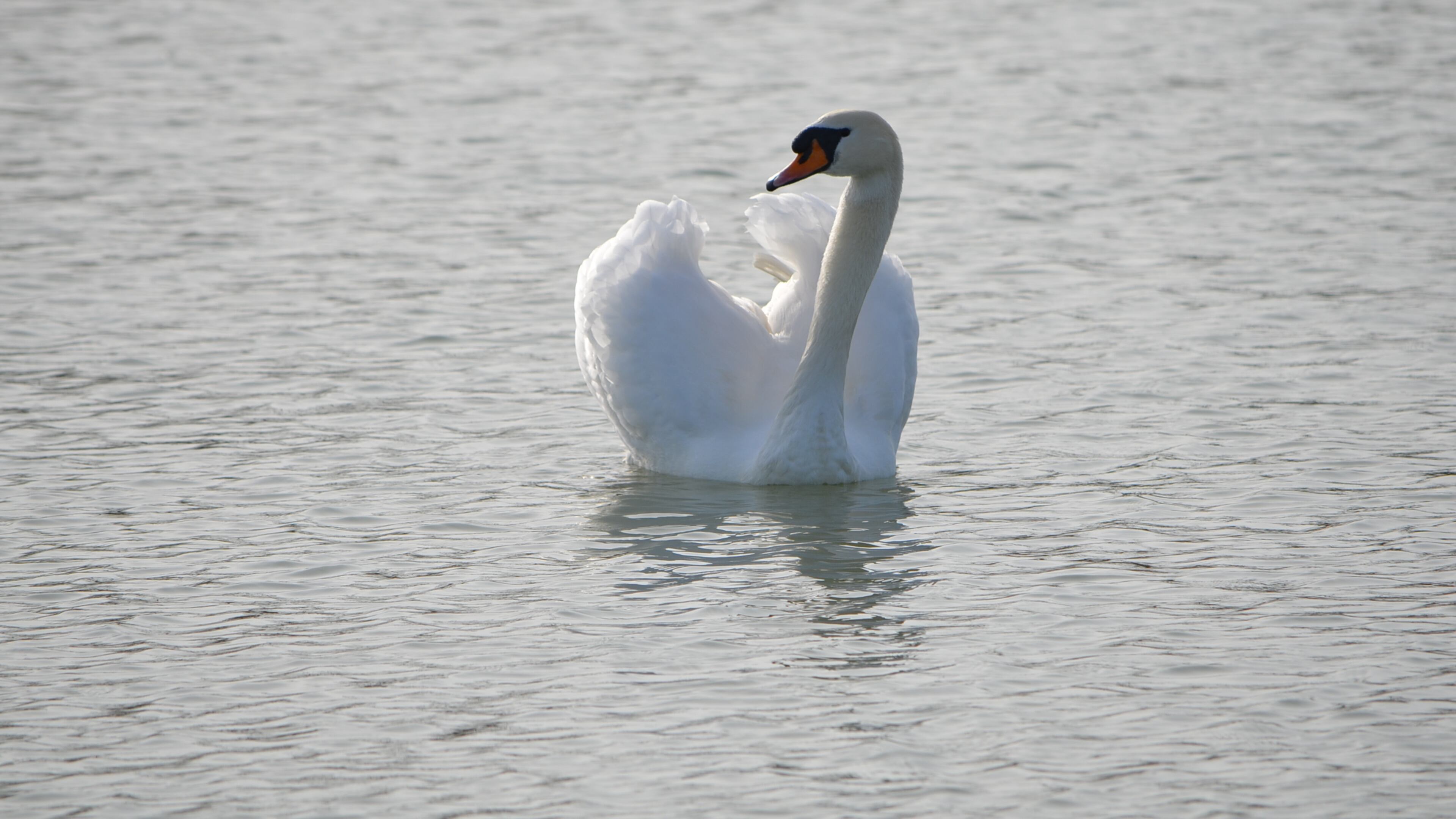 Like swans, many young women at elite colleges are gracefully composed on the surface. But beneath the water, they are paddling desperately.(AJC File)