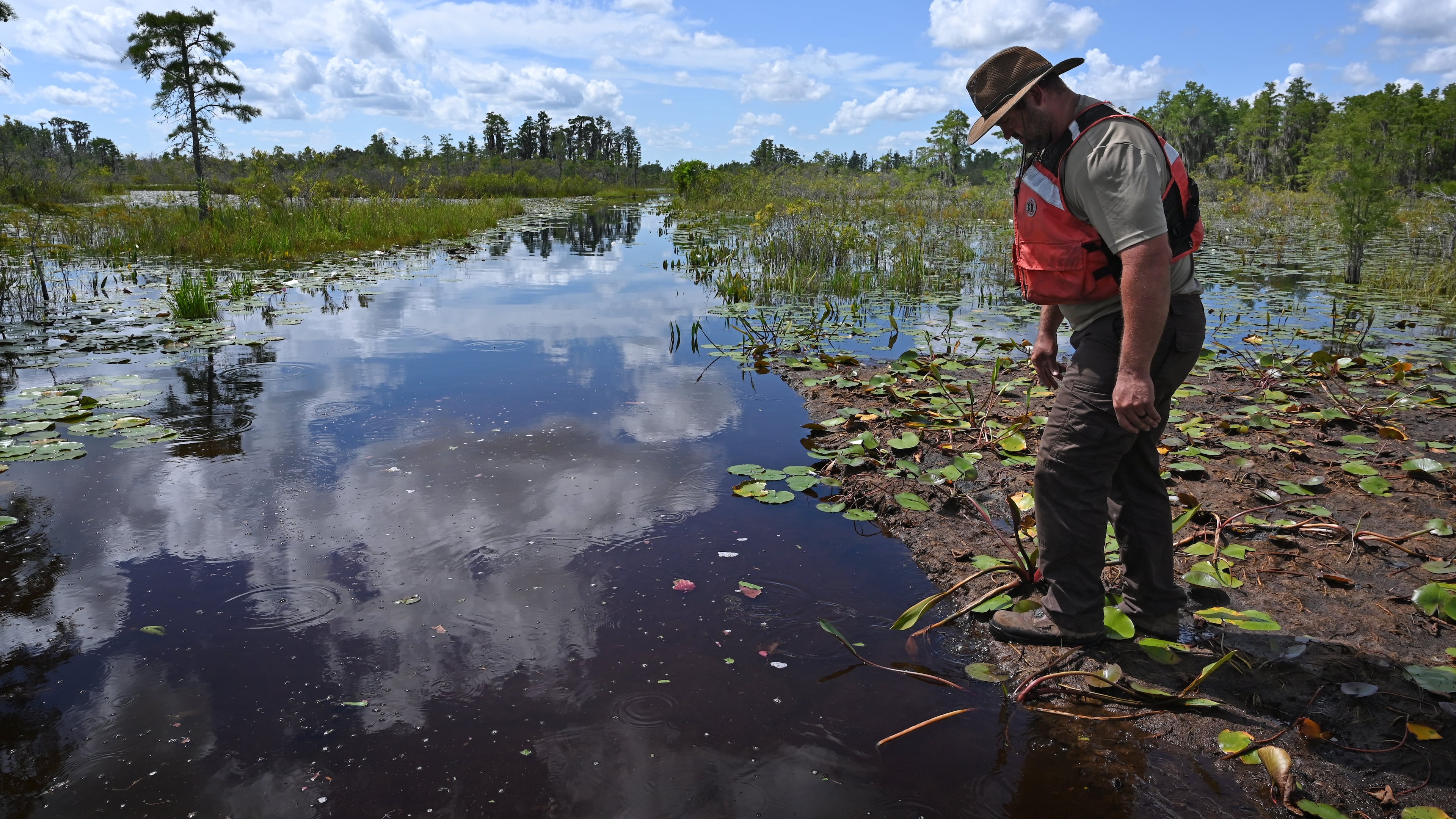 Zach Carter steps on floating peat mat in the Okefenokee Swamp on Tuesday, Aug. 12, 2025. The southeast Georgia swamp is home to one of the most pristine wetland ecosystems left on Earth. (Hyosub Shin/AJC 2025)