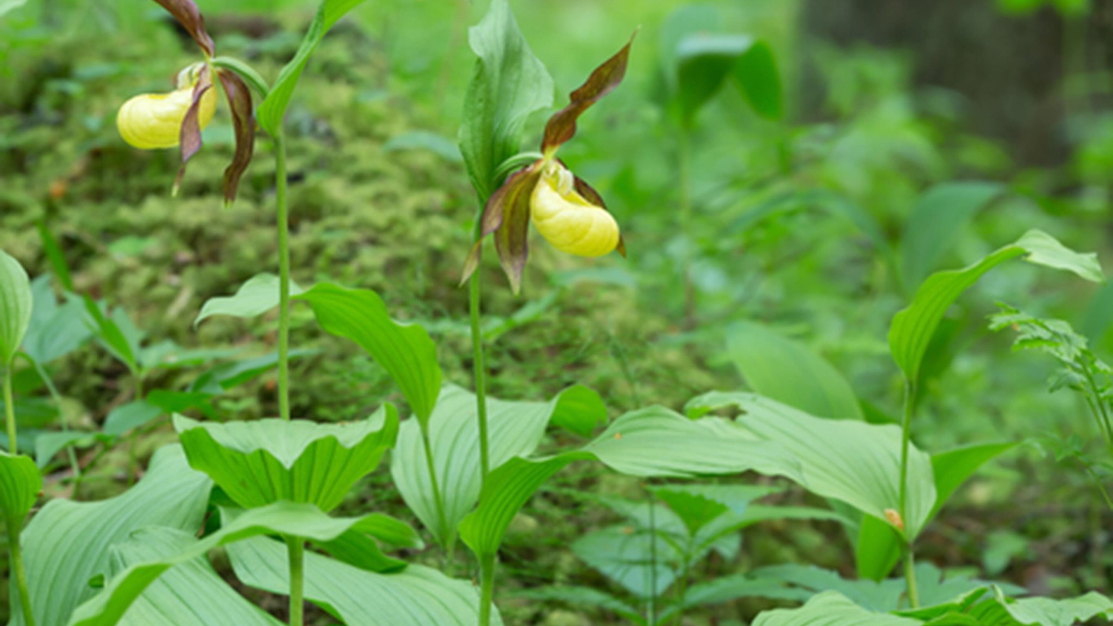 Lady`s-slipper orchids, Cypripedium calceolus. Wildflowers, flowers. (Dreamstime/TNS)