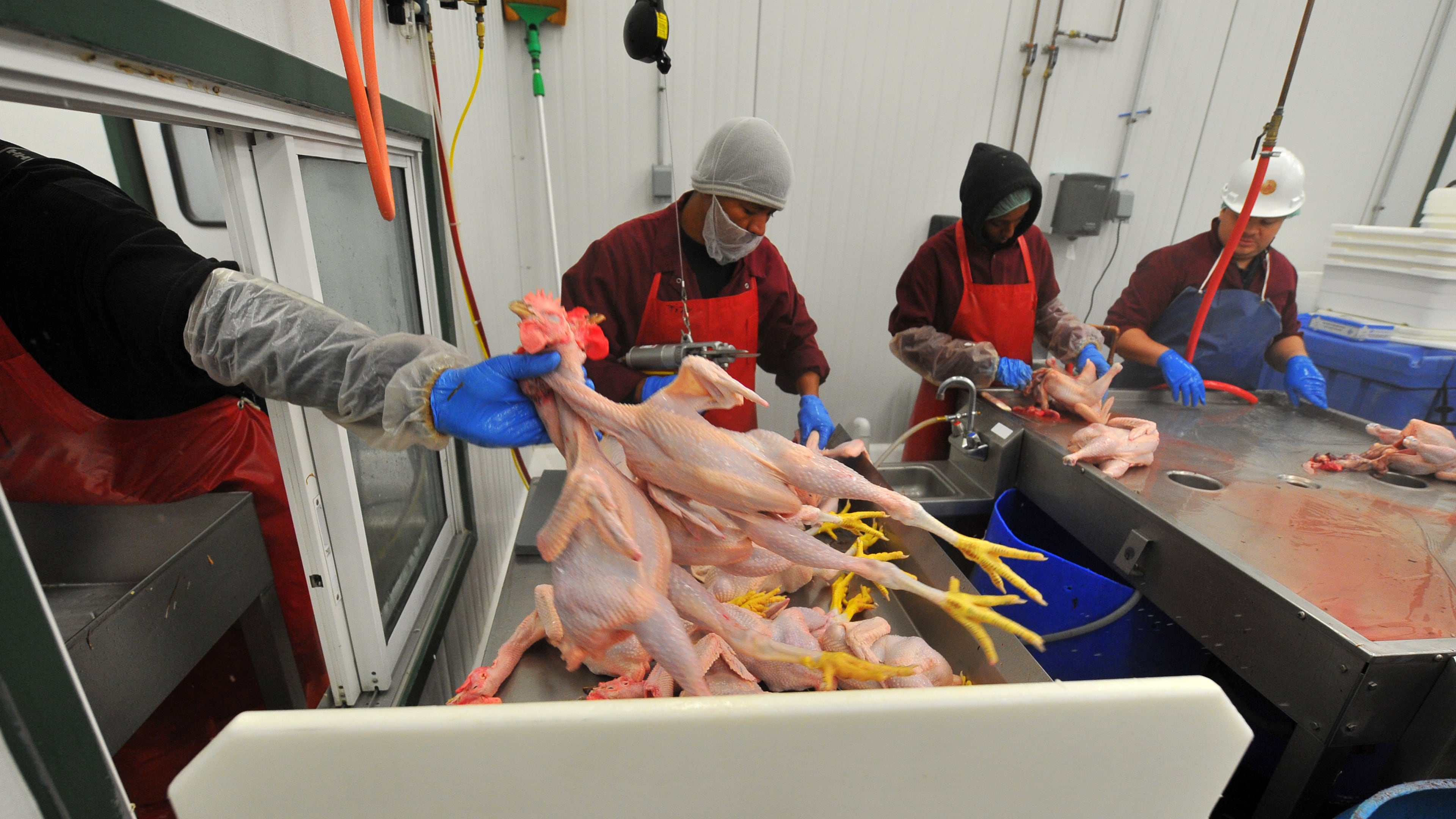 Chickens are processed at the White Oak Pastures processing plant in Bluffton, Ga., on July 20, 2012. BRANT SANDERLIN / BSANDERLIN@AJC.COM