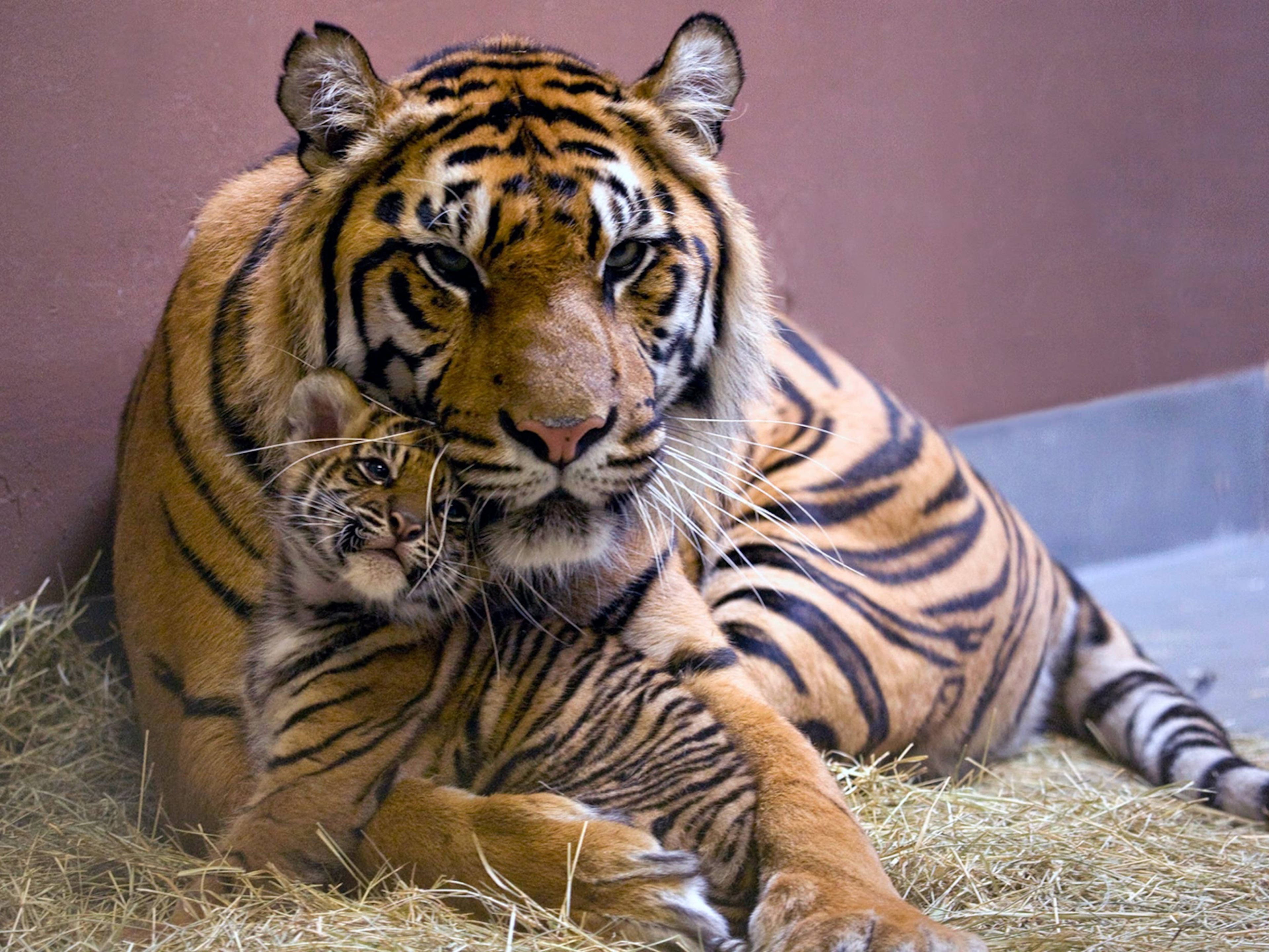 These Zoo Atlanta mothers love their children. In honor of Mother's Day, here are some of the zoo's moms and their offspring. Here is Chelsea, a Sumantran tiger, and one of her cubs.