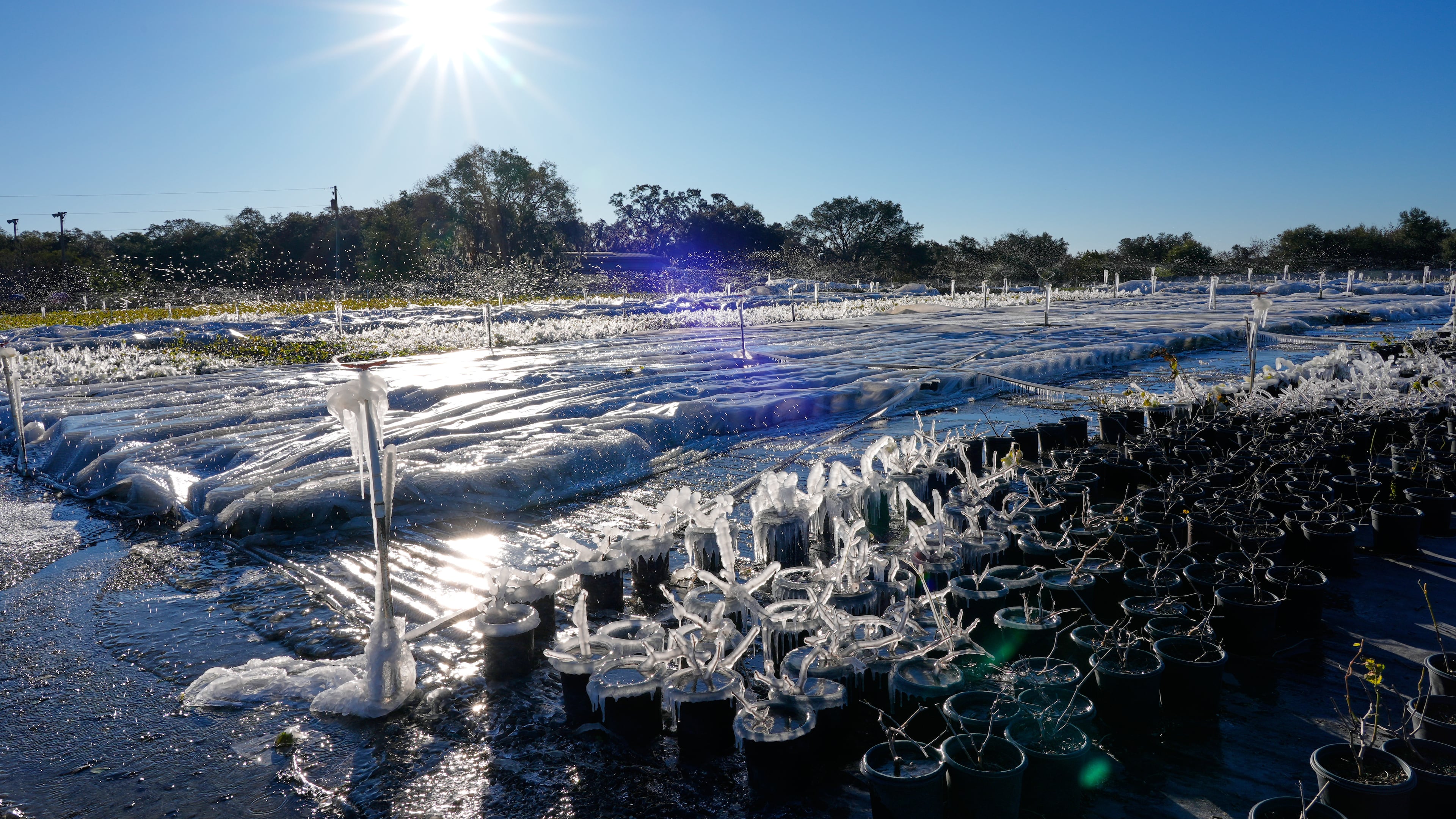 As temperatures dipped below freezing, sprinklers spray water over frost sensitive plants covering them with ice to insulate them from the cold at DeWar Nurseries Sunday, Feb. 1, 2026, in Apopka, Fla. (AP Photo/John Raoux)