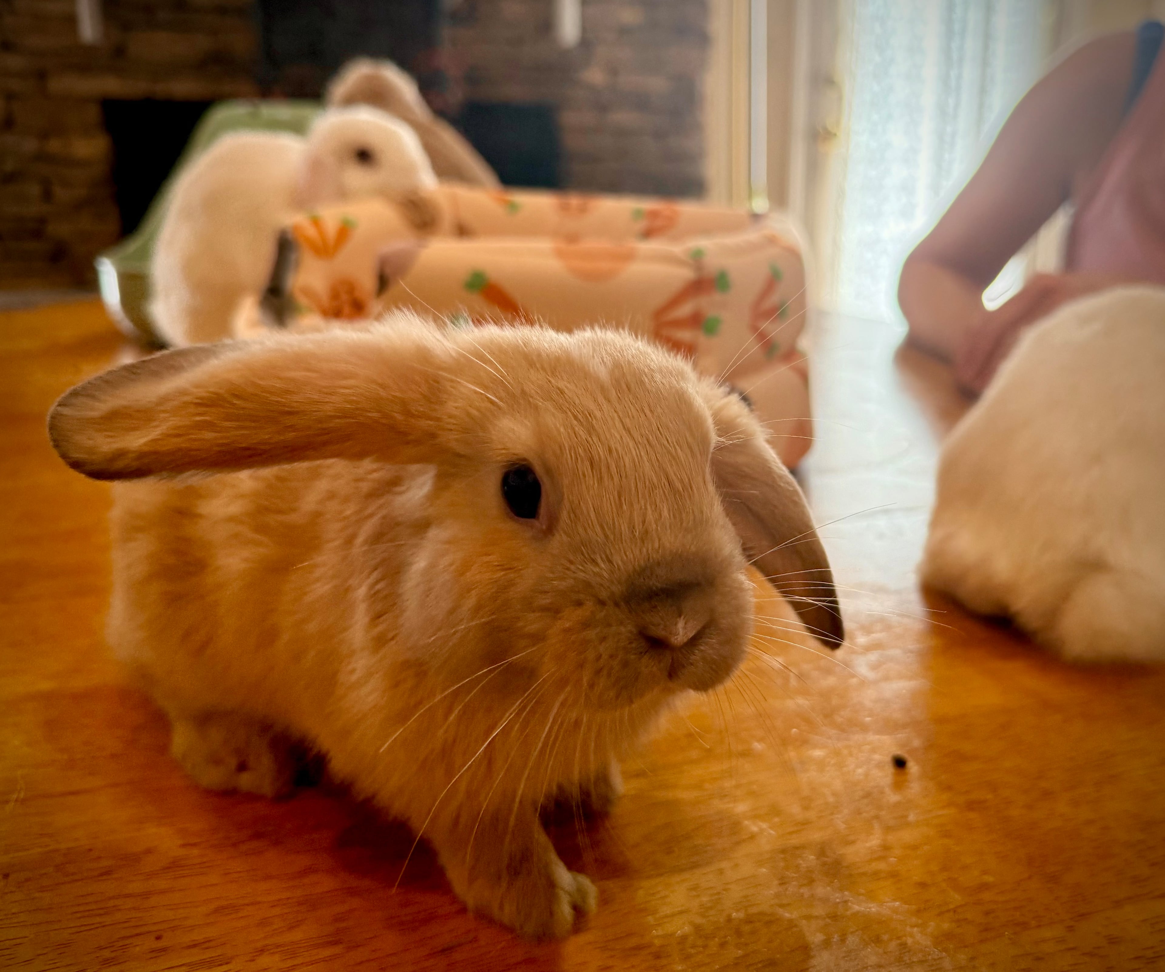 Spend 50 minutes petting bunnies in Marietta at Foothills Rabbitry. (Henri Hollis/AJC)