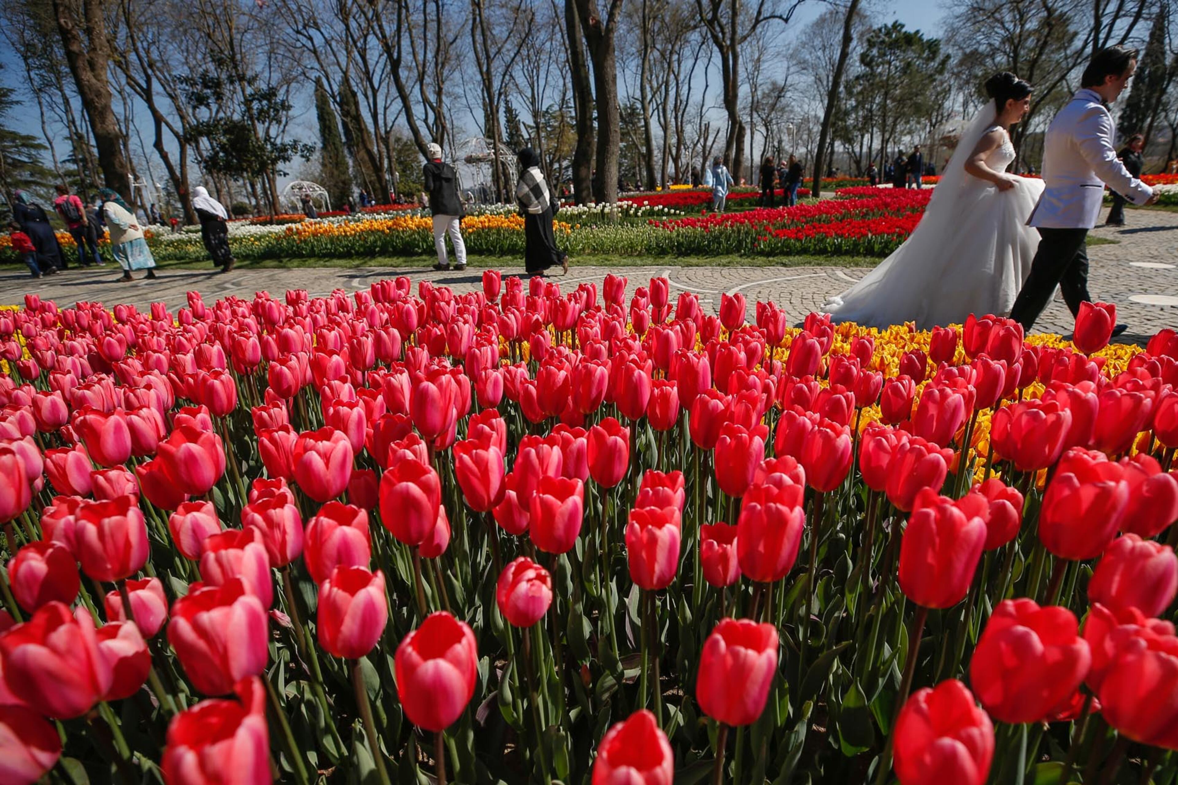 A bride and a groom walk past a field of blooming tulips on display in the Emirgan Park in Istanbul, Tuesday, April 11, 2017. Every April Istanbul celebrates the coming of spring with the annual Tulip Festival, now in it's 10th year. Parks and gardens all across Istanbul come alive with the flowers bright colours attracting tourists and local visitors.(AP Photo/ Emrah Gurel)