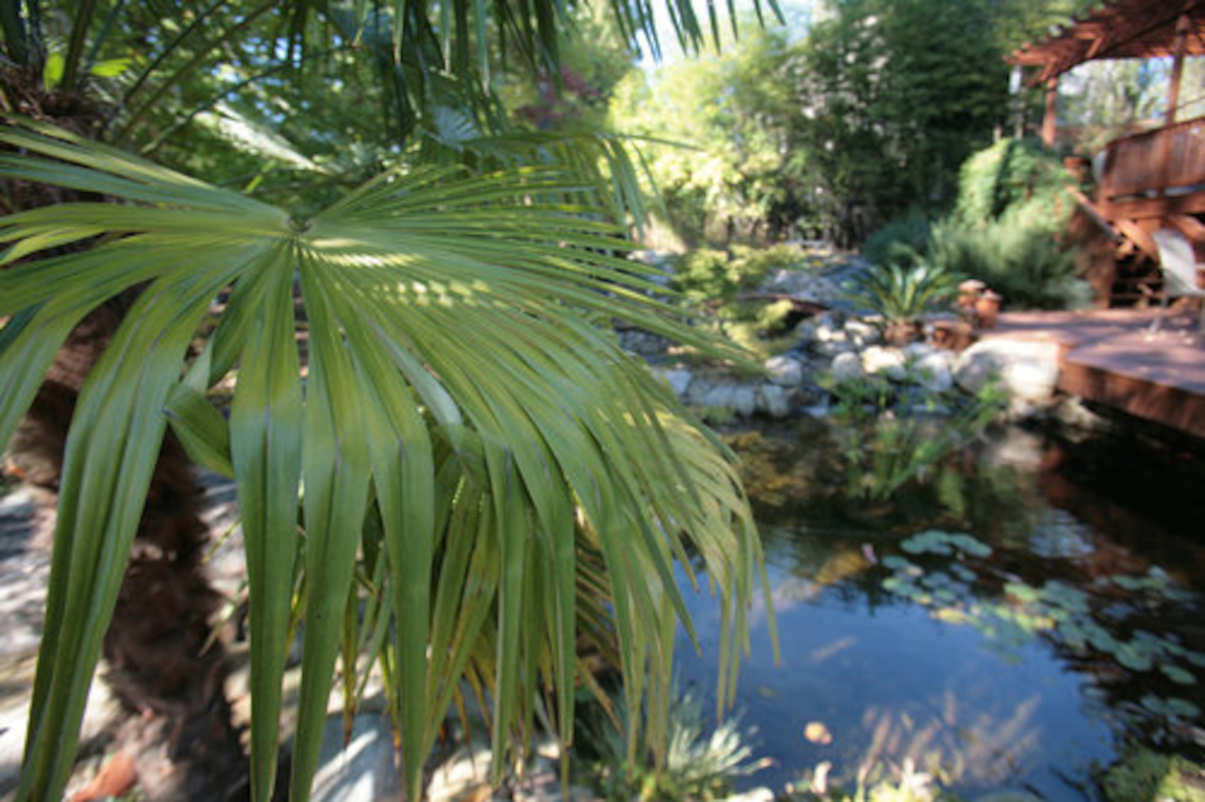 McCraw's landscape features eye-catching plants such as this palmetto palm. She also incorporated five varieties of Japanese maples for texture and color variation. In warmer weather, McCraw and her two daughters, 7-year-old Ansley and 5-year-old Daphne, regularly dine al fresco.