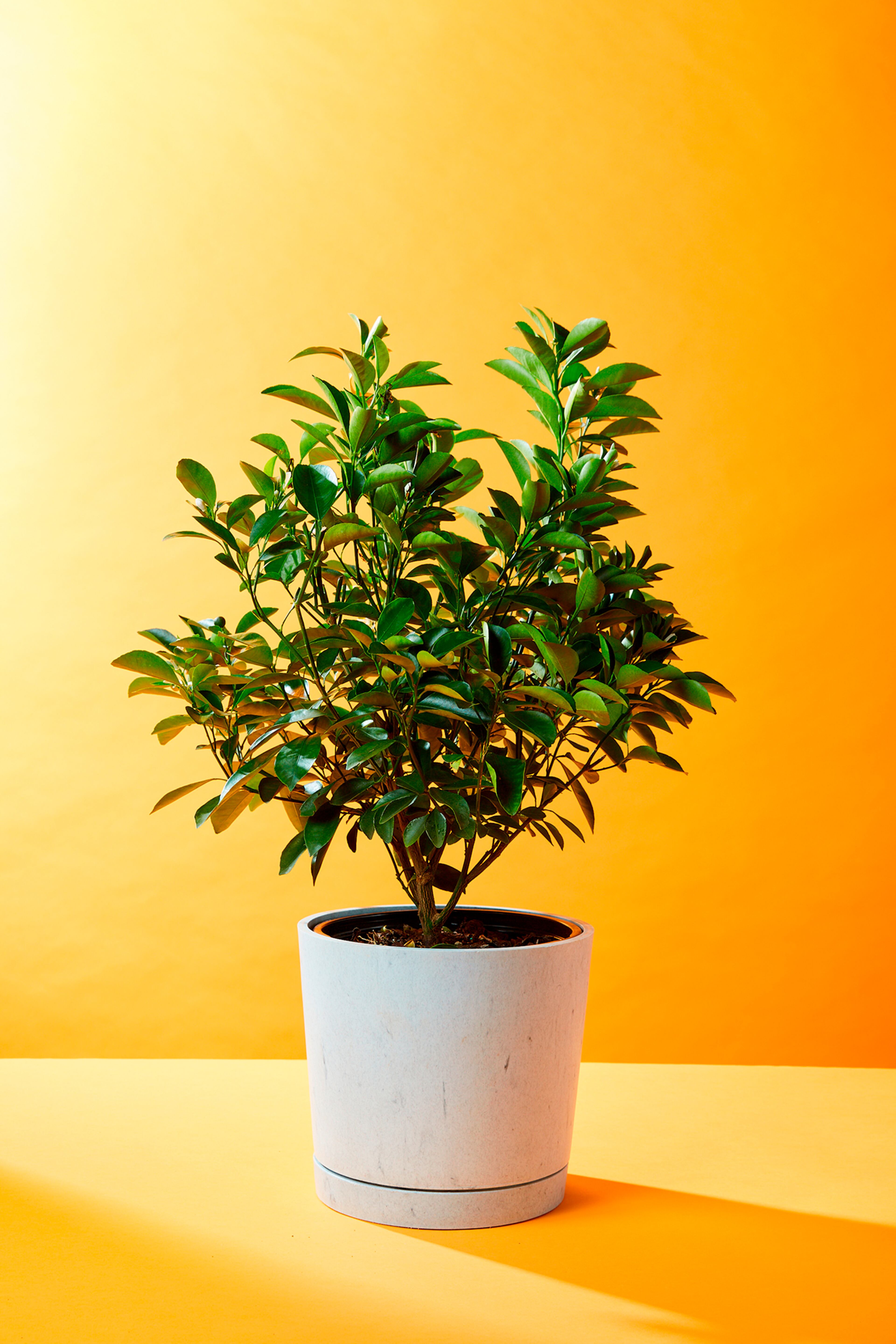 Kumquat tree. (Courtesy of Wedig + Lawton)