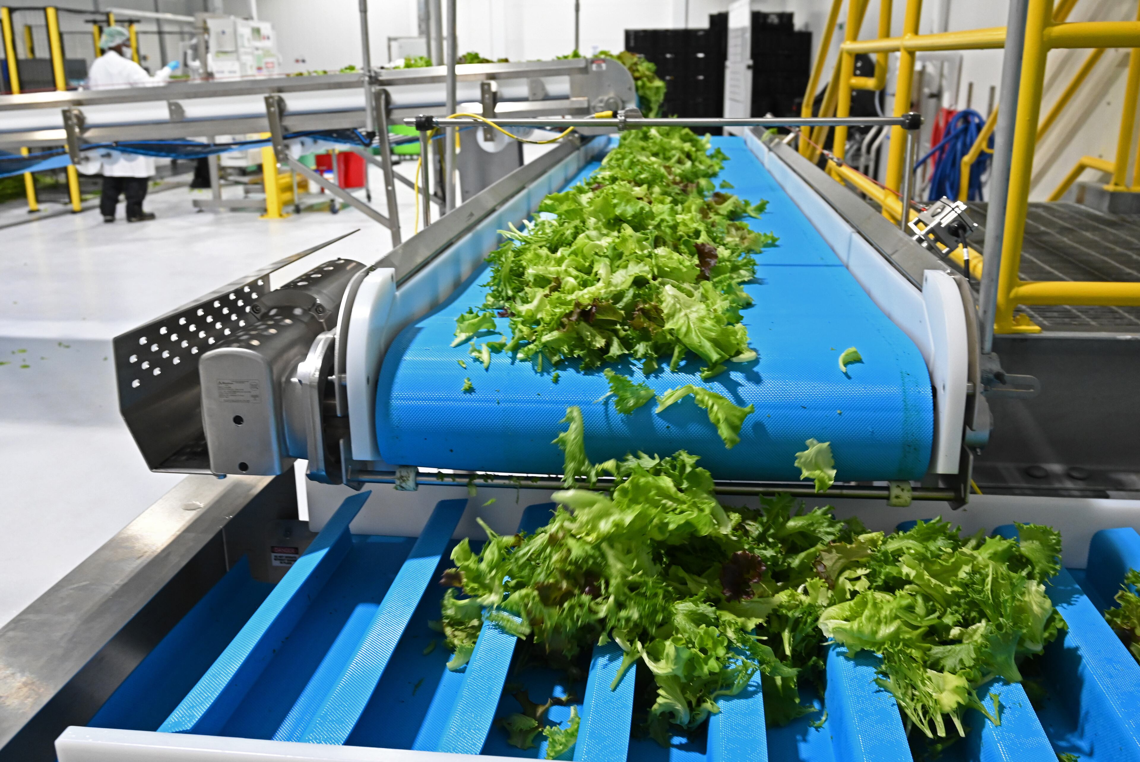 Freshly harvested lettuce moves along conveyor belts at BrightFarms' greenhouse in Macon. Today, The facility is the most advanced in the state. (Hyosub Shin/AJC)