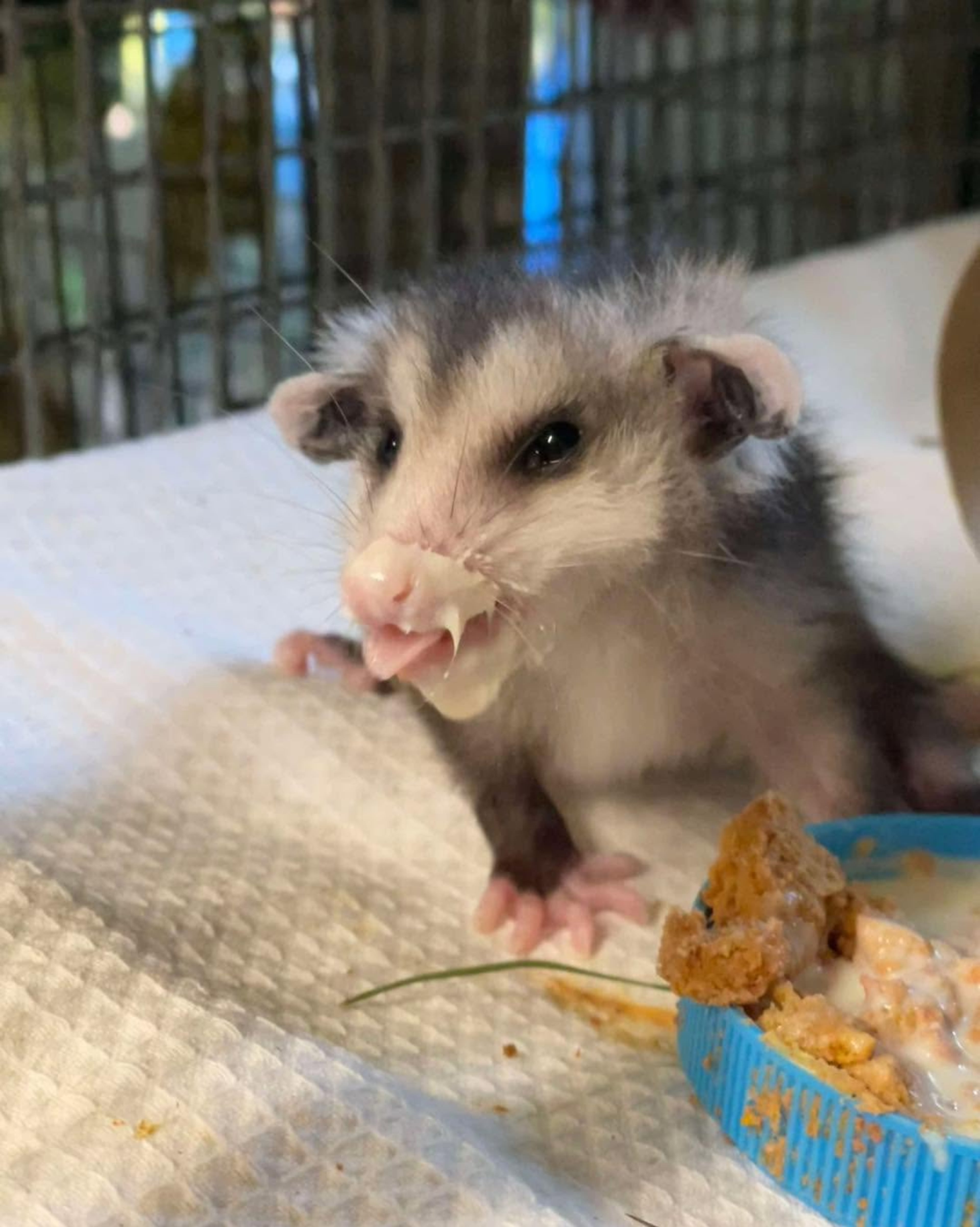 Take a tour of the Atlanta Wild Animal Rescue Effort (AWARE) on Saturday, July 25, and meet ambassador animals such as opossums. (Courtesy of AWARE)