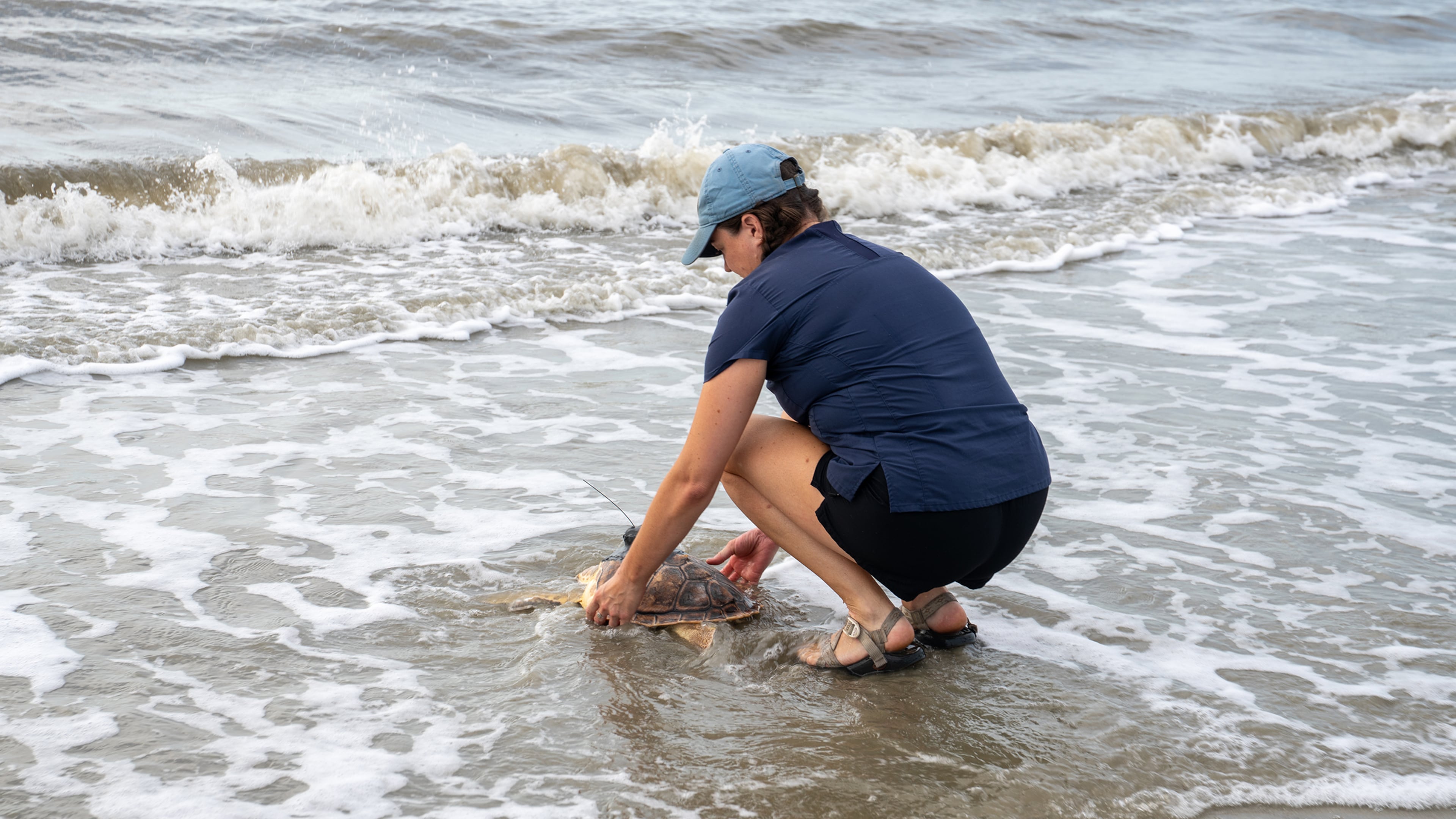 Lydia McDonald, a hospital technician at the Georgia Sea Turtle Center on Jekyll Island, releases Earl Grey, a rare loggerhead and Kemp's ridley cross-breed, back to the Atlantic Ocean on Thursday. It was near death in the frigid Cape Cod waters last November before being nursed back to health. (Courtesy of Georgia Sea Turtle Center)