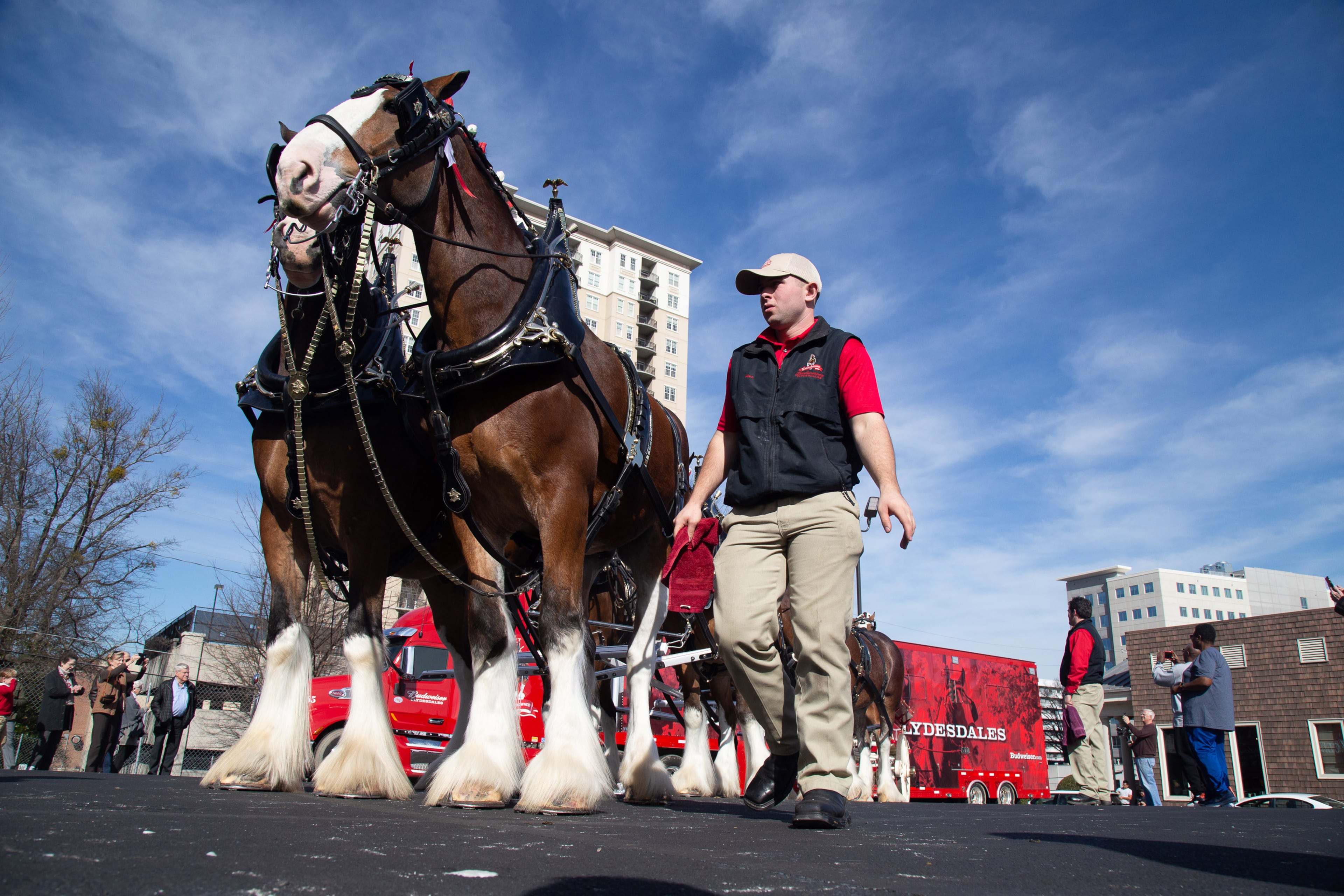 Clydesdale handler Alec Smith tends to the Budweiser Clydesdales as they pull a wagon in a Buckhead parking lot February 01, 2018. STEVE SCHAEFER / SPECIAL TO THE AJC