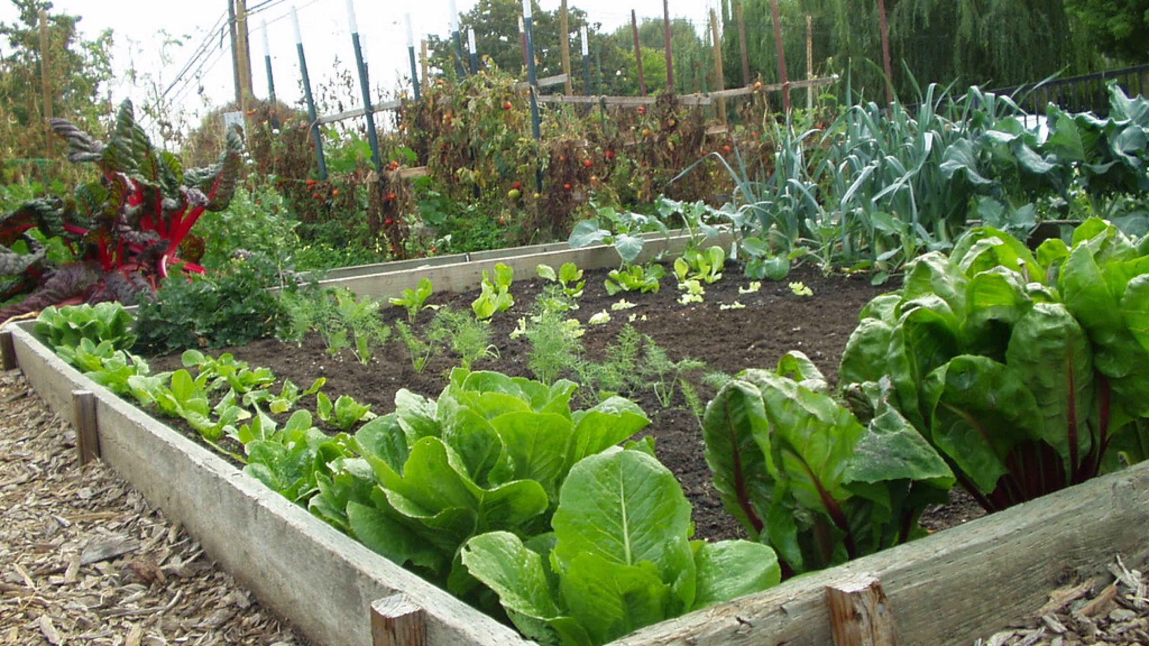 A community garden is being planned for Rhodes Jordan Park in Lawrenceville. (File Photo)