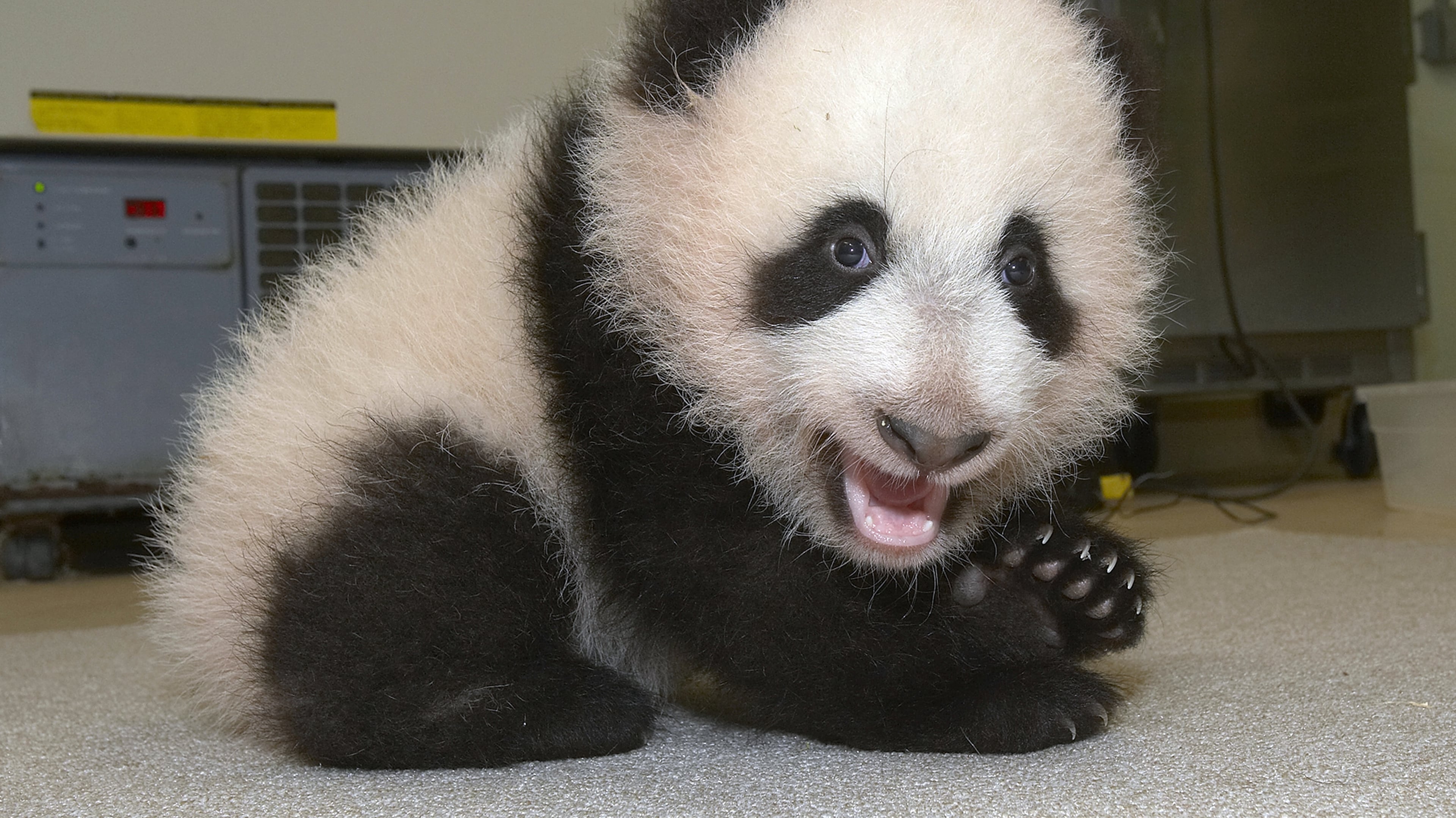 A giant panda cub, like the one pictured above, engagas in funny antics at the Chengdu Panda Base in China when it refuses to release the leg of a worker. The entire episode was caught on camera.