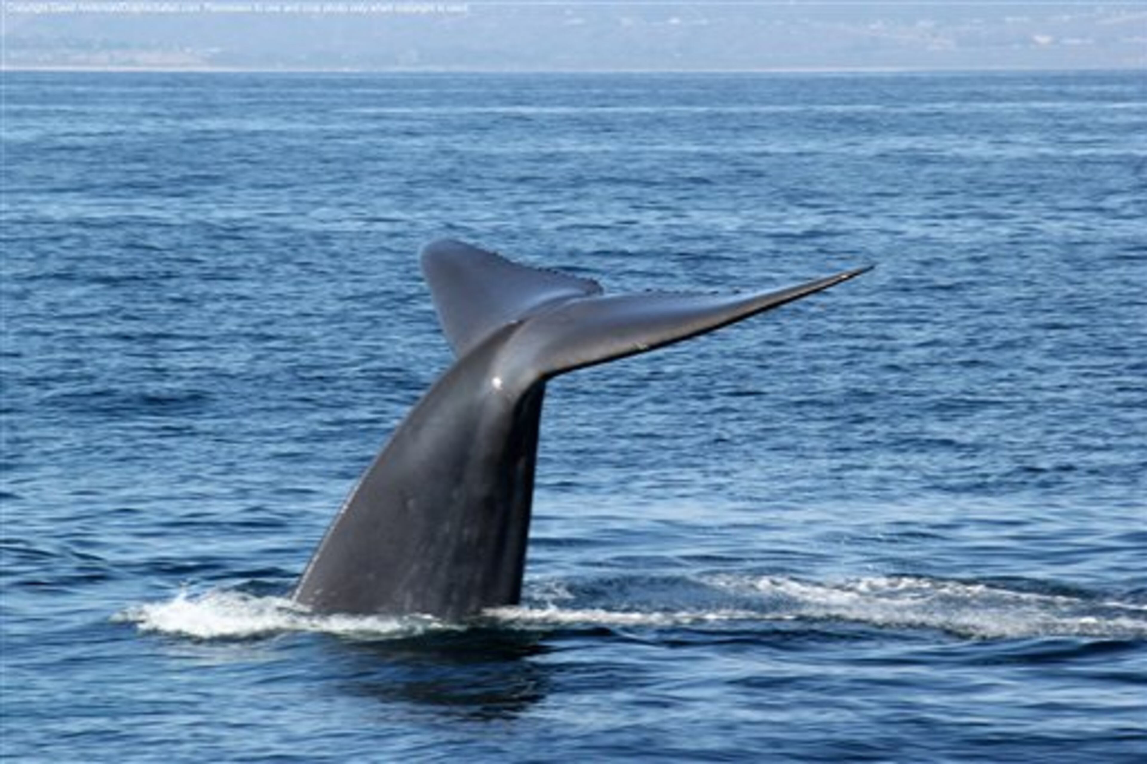 In an undated photo provided Monday, Aug. 21, 2012, by Captain David Anderson's Dolphin and Whale Safari in Dana Point, Calif., spectators watch whales off the coast of southern California. Endangered blue whales, the world's largest animals, are being seen in droves off the northern California coast, lured by an abundance of their favorite food - shrimp-like creatures known as krill. Whale-watching tour operators are reporting a bumper harvest of blue whales, orcas, humpbacks and binocular-toting tourists eager to witness the coastal feeding frenzy. (AP Photo/ Captain David Anderson's Dolphin and Whale Safari)