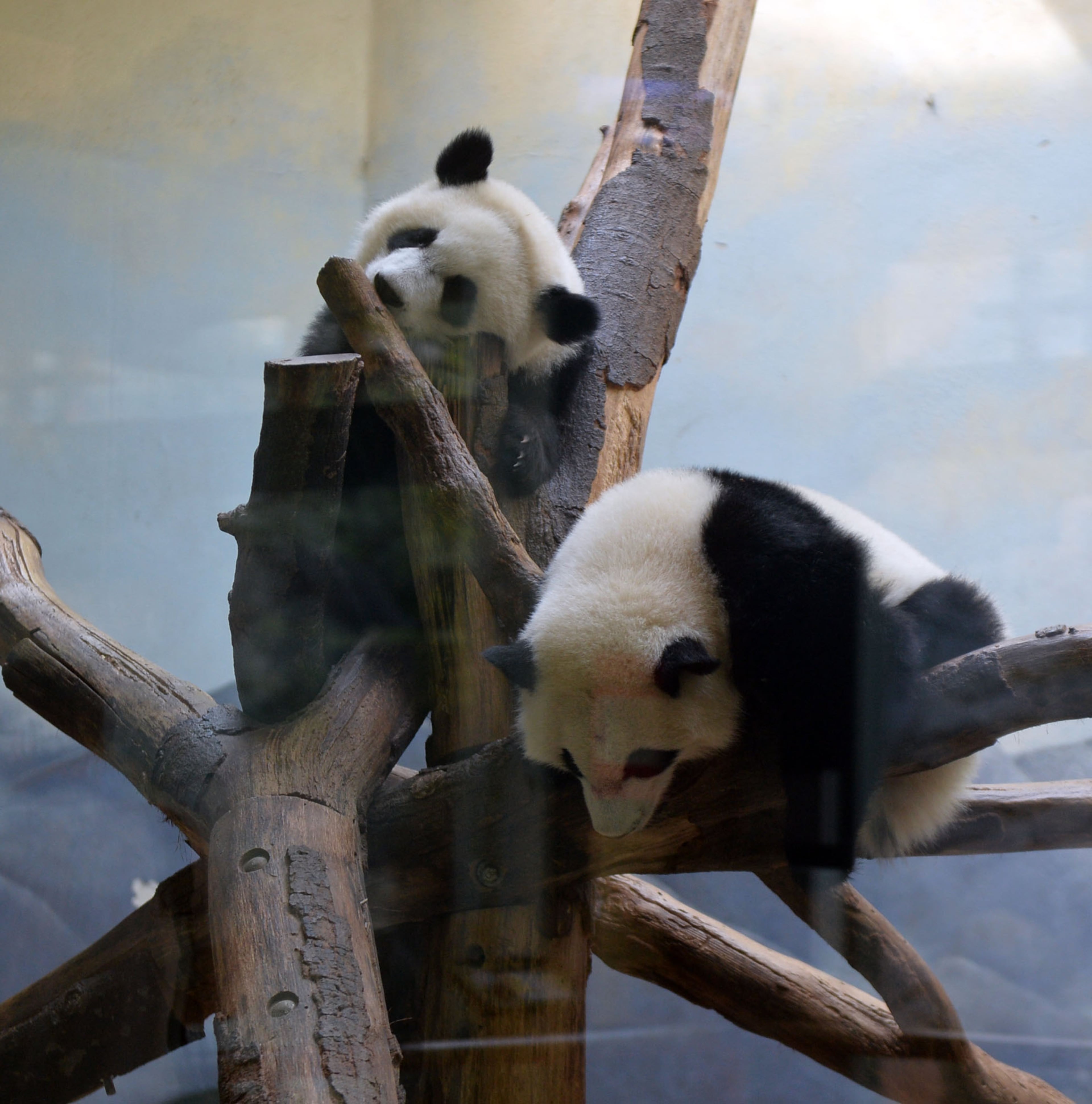Giant panda twins Mei Lun (top) and Mei Huan rest in their enclosure at Zoo Atlanta, Wednesday, July 9, 2014. Born at 6:21 p.m. and 6:23 p.m. on the evening of July 15, 2013, Mei Lun and Mei Huan were the first giant pandas born in the U.S. in 2013 and are the only pair of surviving giant panda twins ever born in the U.S. The cubs are the fourth and fifth offspring of Lun Lun and Yang Yang; their older brothers, Mei Lan and Xi Lan, and older sister, Po, now reside at China's Chengdu Research Base of Giant Panda Breeding.