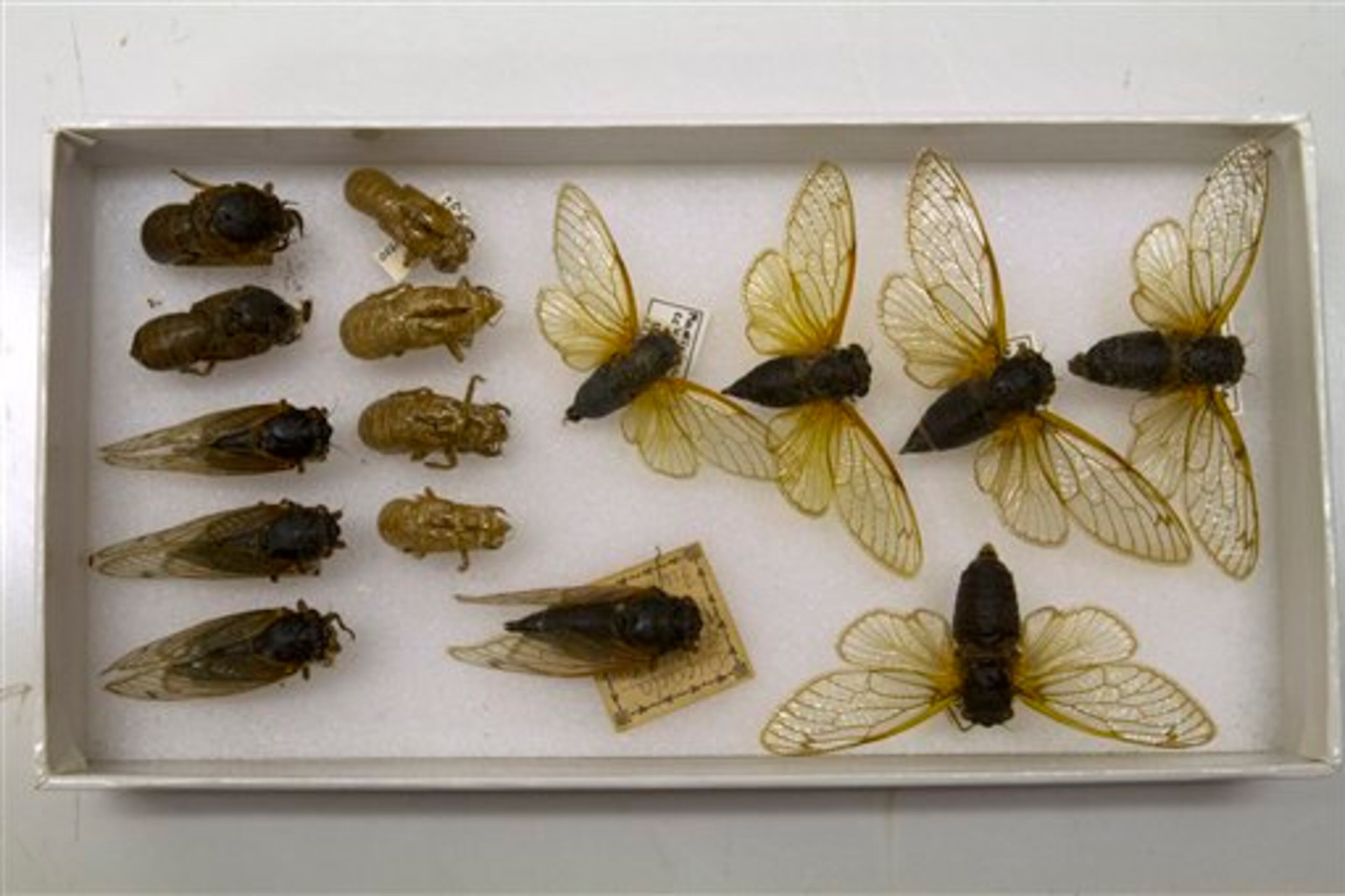 A box of preserved cicadas, including emerging insects and molted exoskeletons, in storage at the Smithsonian Institution's Museum Support Center in Camp Springs, Md. on Tuesday, April 23, 2013. A brood of cicadas are expected to emerge this spring in the Washington area. (AP Photo/Jacquelyn Martin)