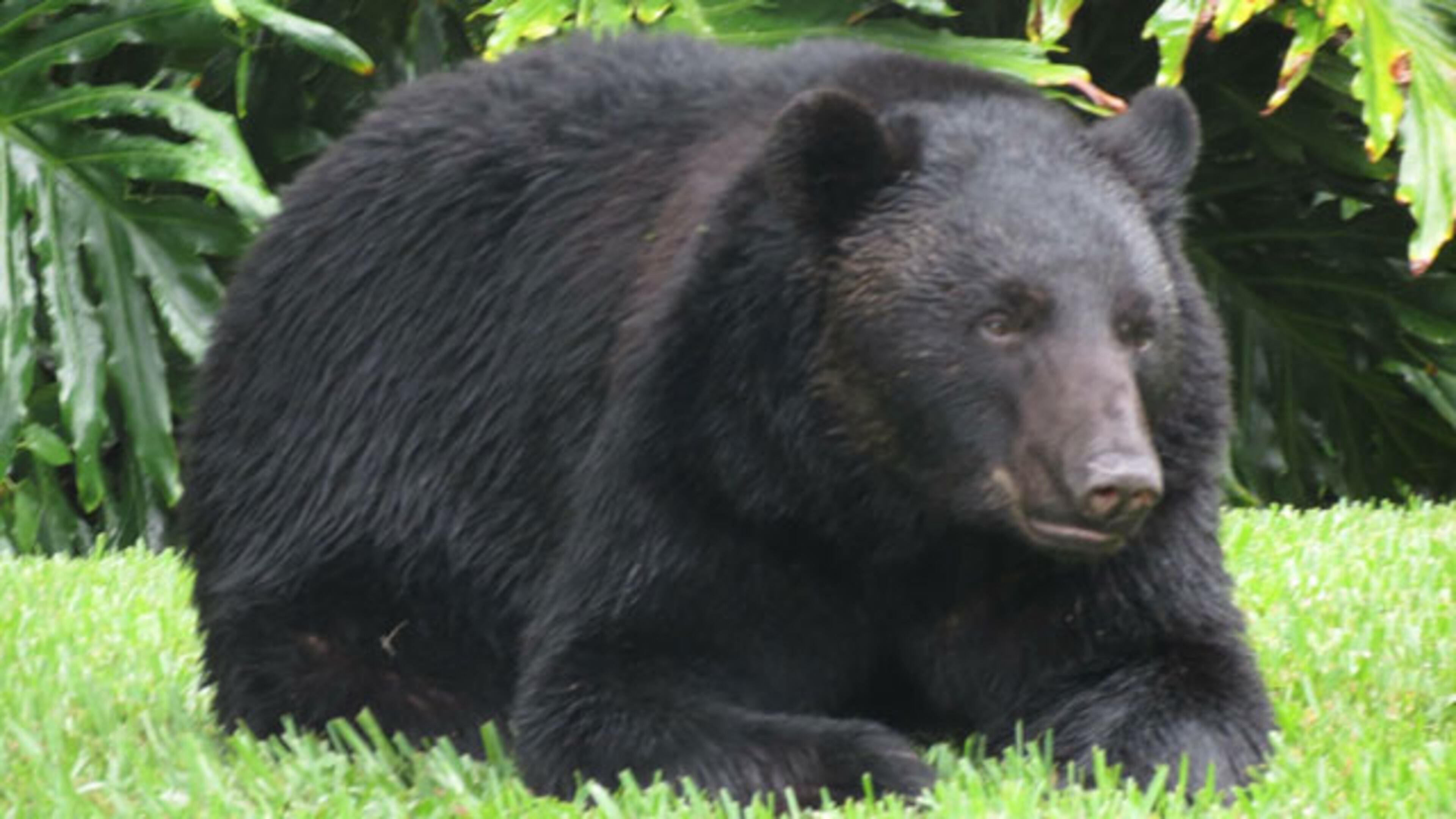 A bear in Seminole County went into someone's garage, ate a 20-pound bag of dog food and then fell asleep on the lawn.
