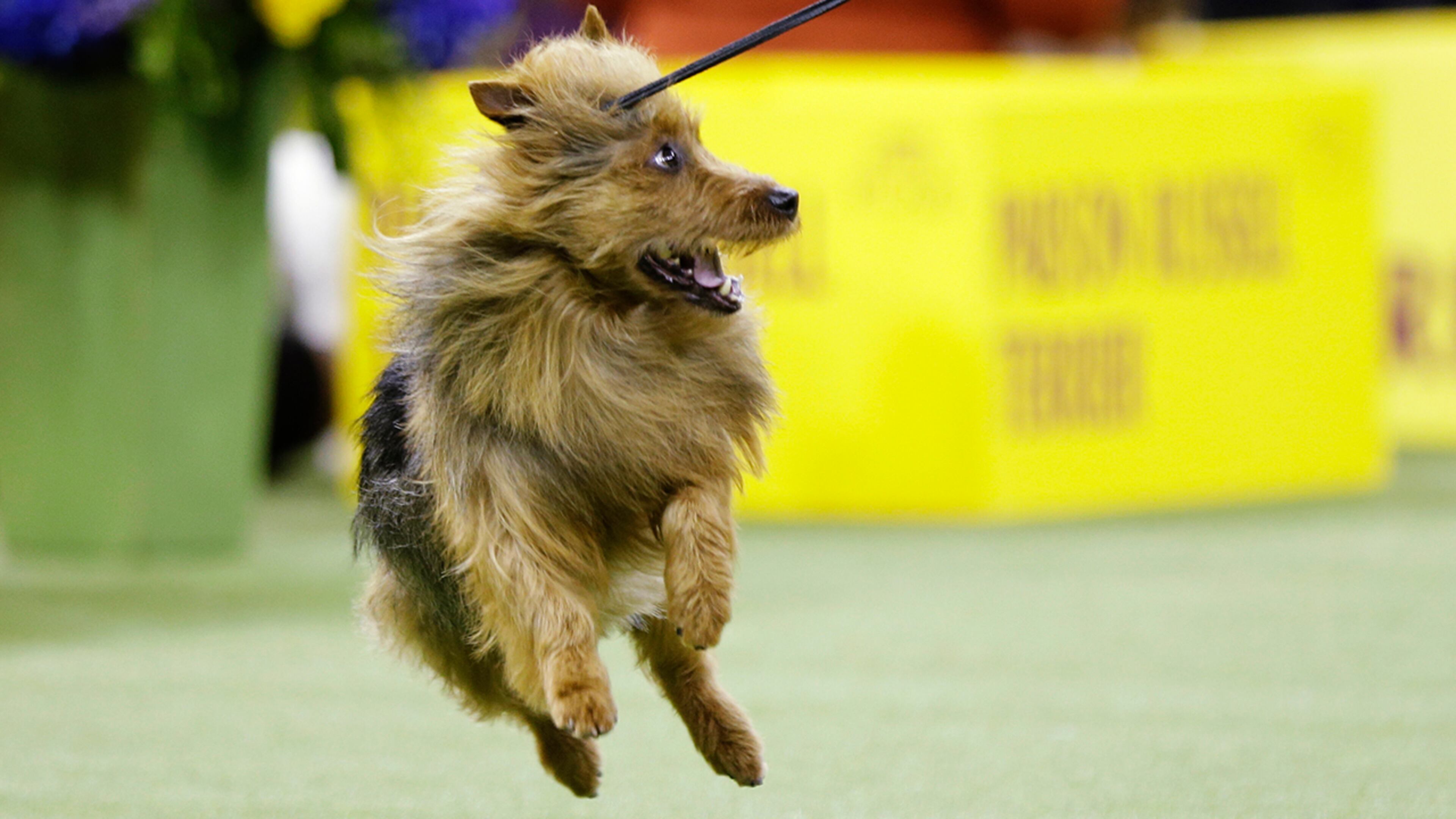 Bacon, an Australian terrier, competes with the terrier group at the 143rd Westminster Kennel Club Dog Show Tuesday, Feb. 12, 2019, in New York. (AP Photo/Frank Franklin II)