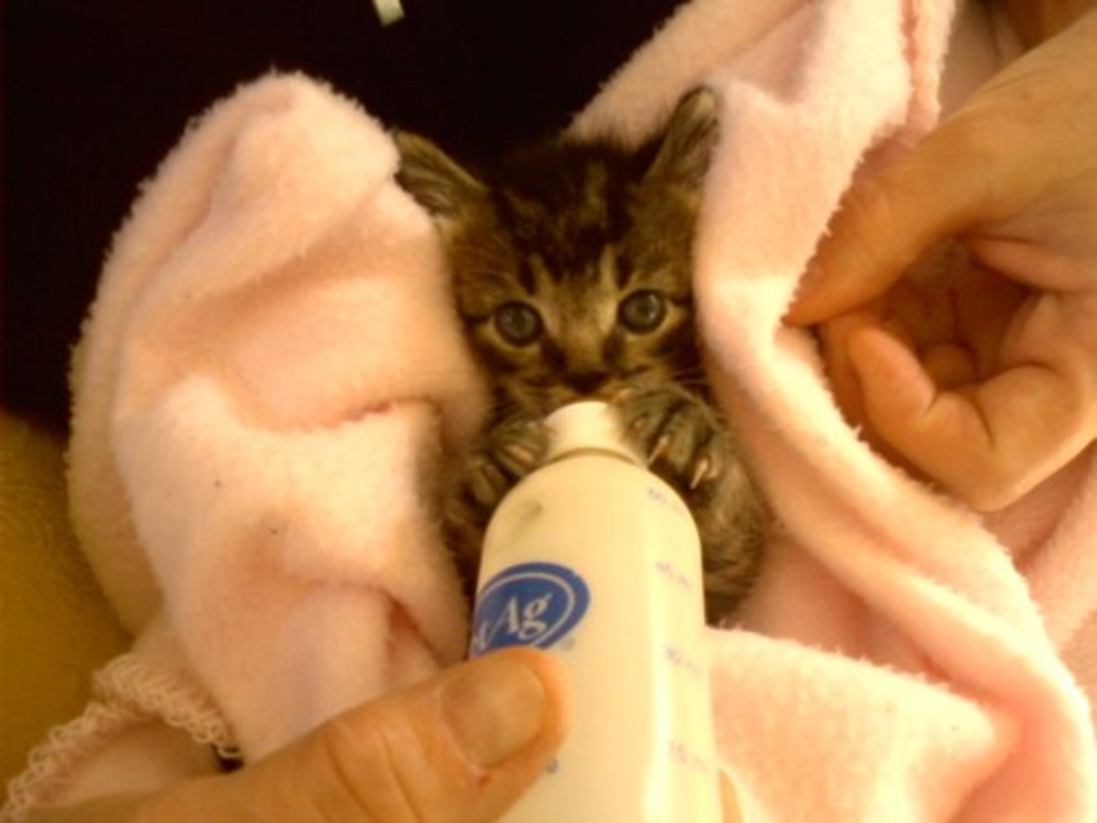 Wiggles kicks off our gallery of Atlanta's Pampered Cats. Found as an orphan, Wiggles' owners bottle fed him and his brother every three hours for 5 weeks. Check out a few more pampered felines...