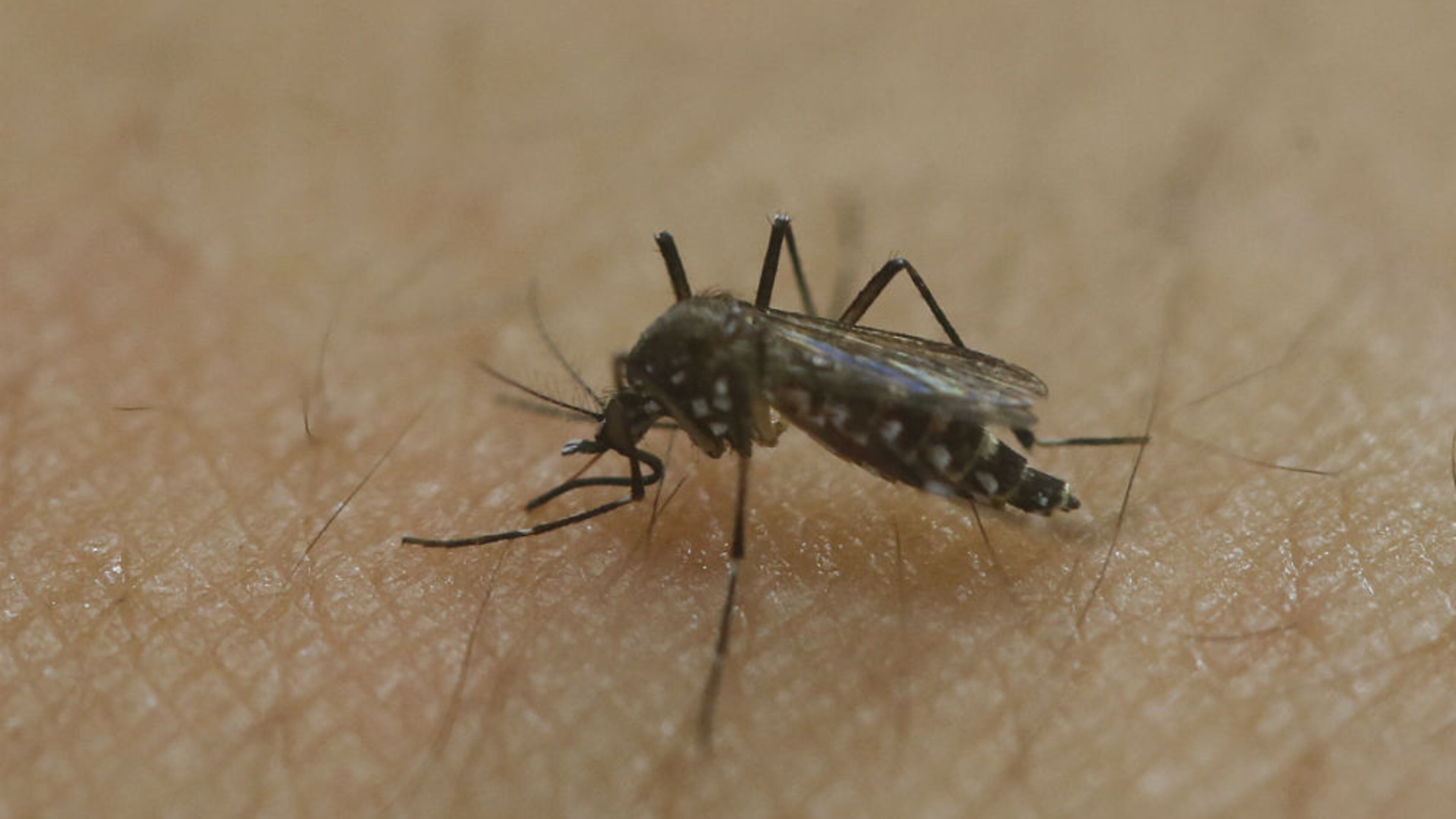 A female Aedes aegypti mosquito acquires a blood meal on the arm of a researcher at the Biomedical Sciences Institute in the Sao Paulo’s University, in Sao Paulo, Brazil, Monday, Jan. 18, 2016. The Aedes aegypti is a vector for transmitting the Zika virus. (AP)