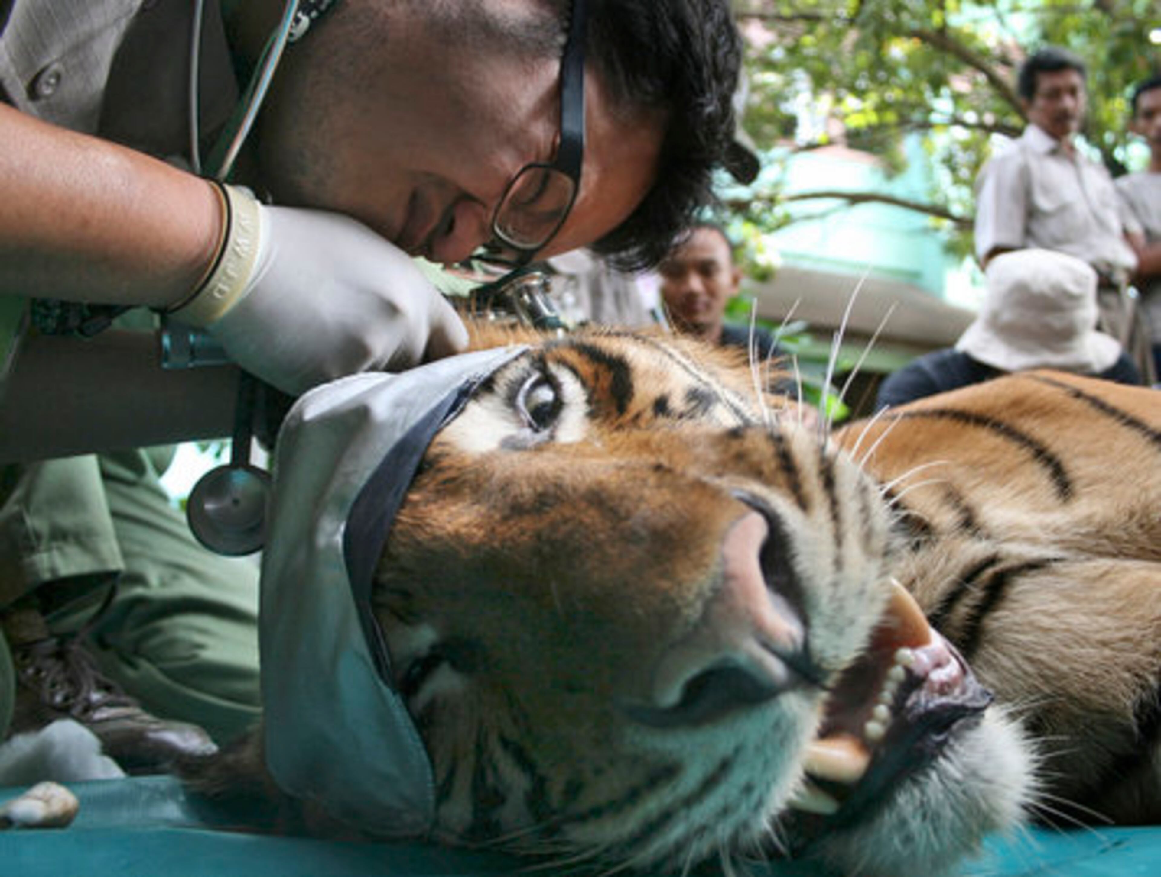 On Thursday veterinarians examine a Sumatran tiger, captured last year, before releasing it into Bukit Barisan National Park, in Banda Aceh, Aceh province, Indonesia. Conservationists fear the critically endangered species may become extinct in the next decade due to poaching and habitat loss.