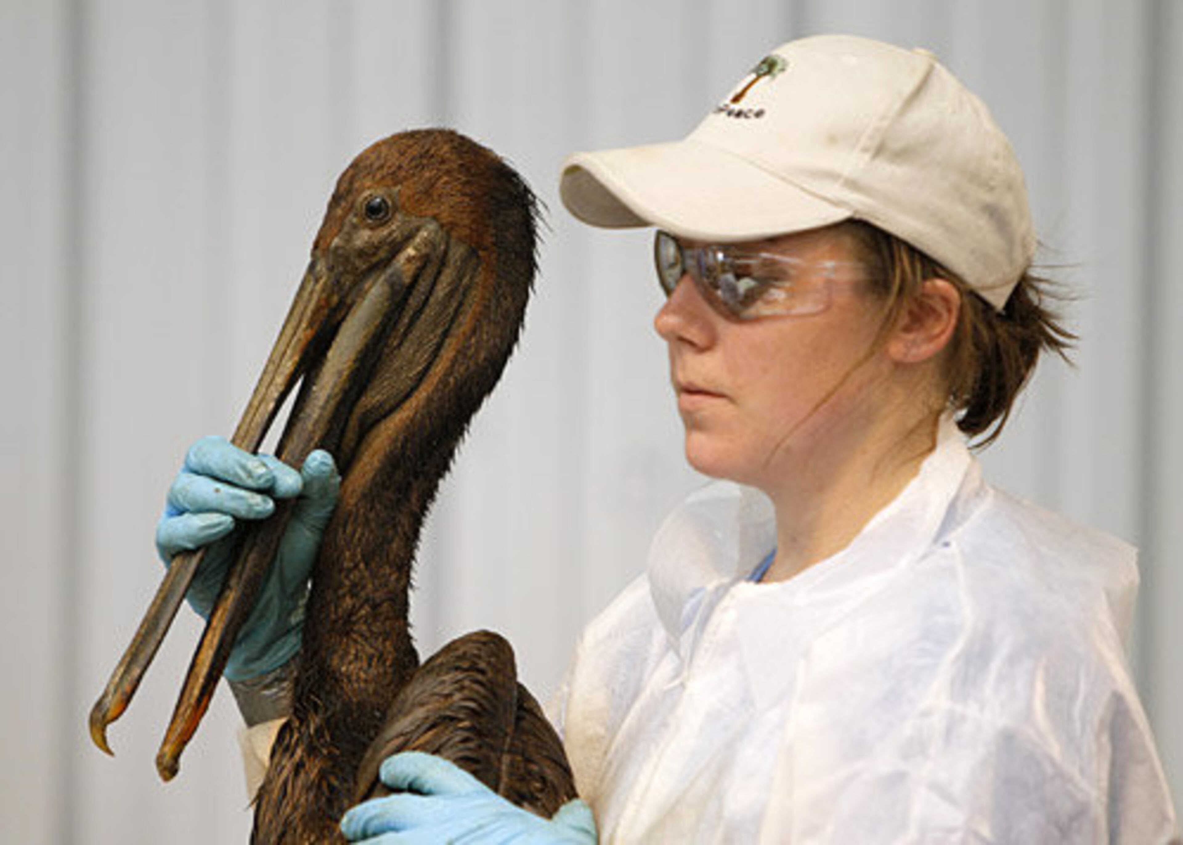Bathtime! Allison Ford, of the International Bird Research Center, holds an oil-covered brown pelican during evaluation at the Fort Jackson Bird Rehabilitation Center Friday, June 18, 2010, in Buras, La. The bird was rescued after being covered in oil from the Deepwater Horizon oil spill.