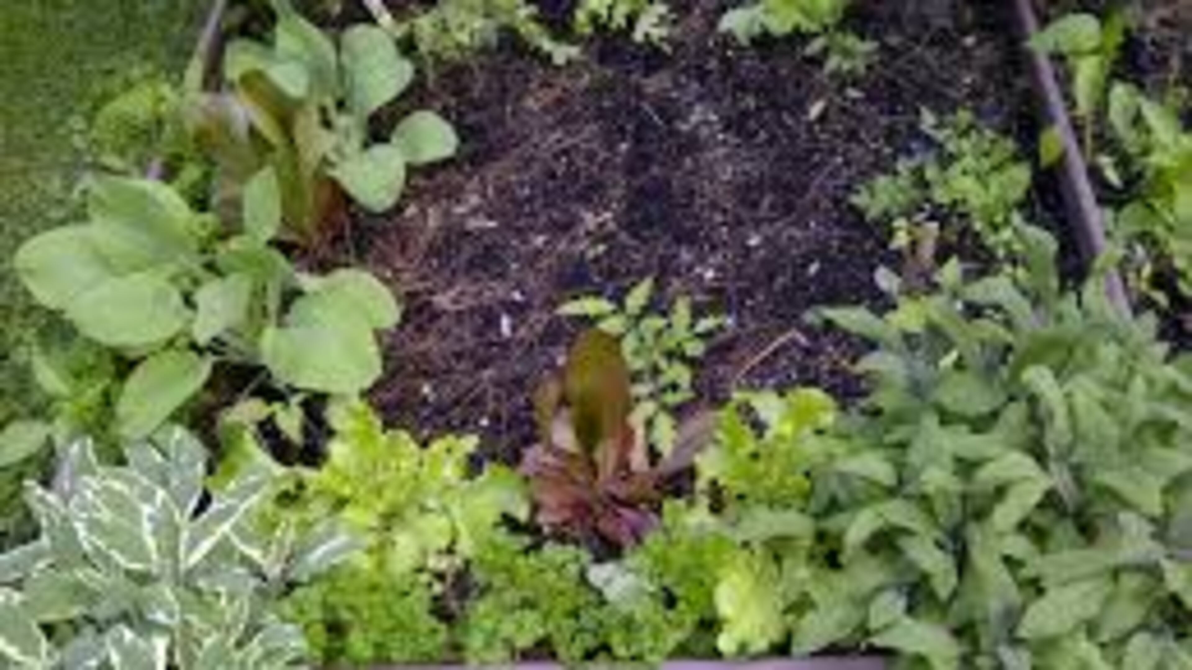 The DeKalb Cooperative Extension offers the Landscape 101 course this month. CONTRIBUTED