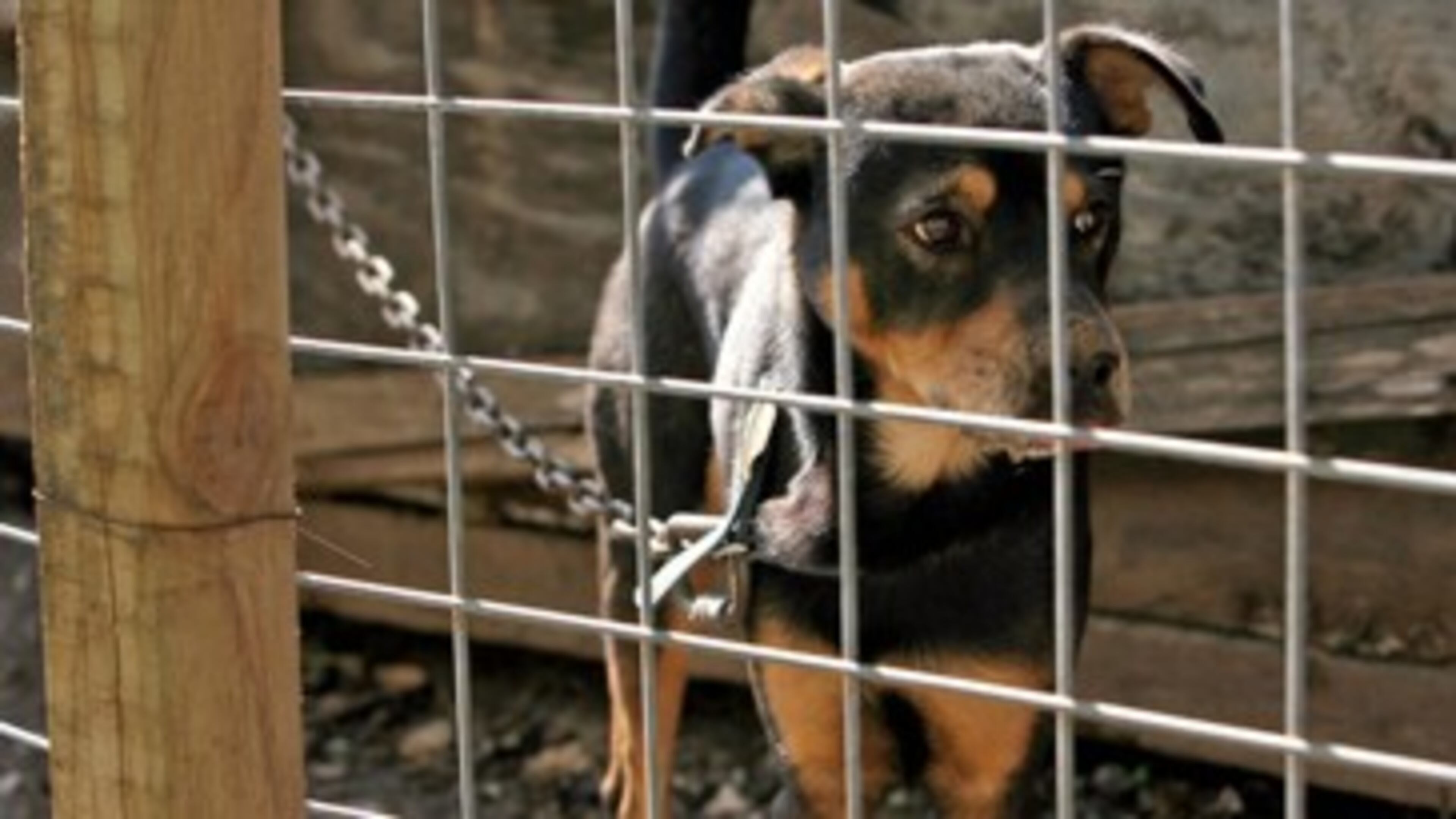 The Smyrna City Council has joined the Powder Springs City Council in banning most tethering of animals - except outside temporarily and only when the owner is present - to match Cobb County’s code. AJC file photo