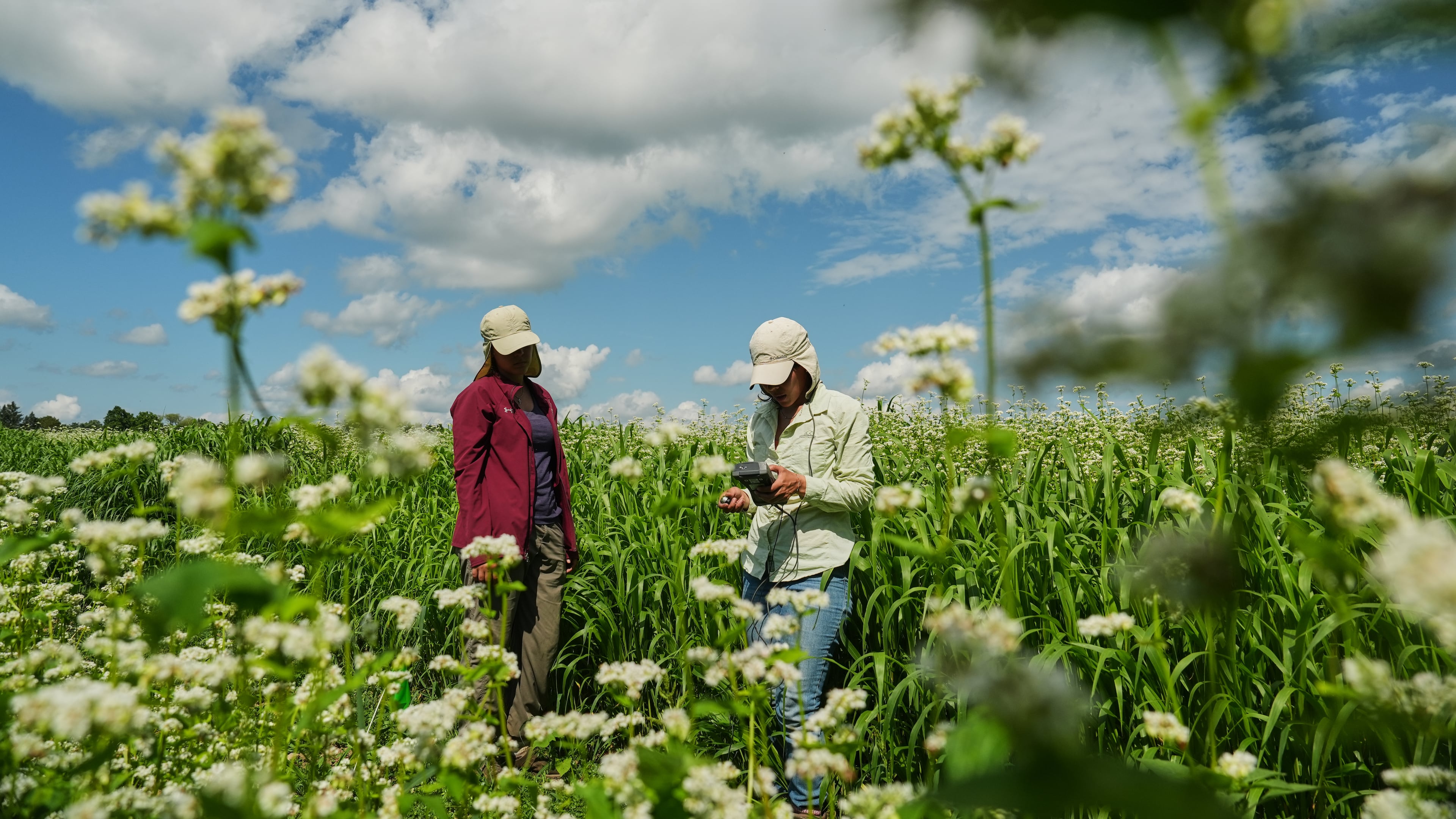 Katherine Beeson, left, and Ana Roldan, right, take ambient light measurements as part of buckwheat research Wednesday, Aug. 19, 2026, at a Cornell University research farm in Aurora, N.Y. (AP Photo/Joshua A. Bickel)
