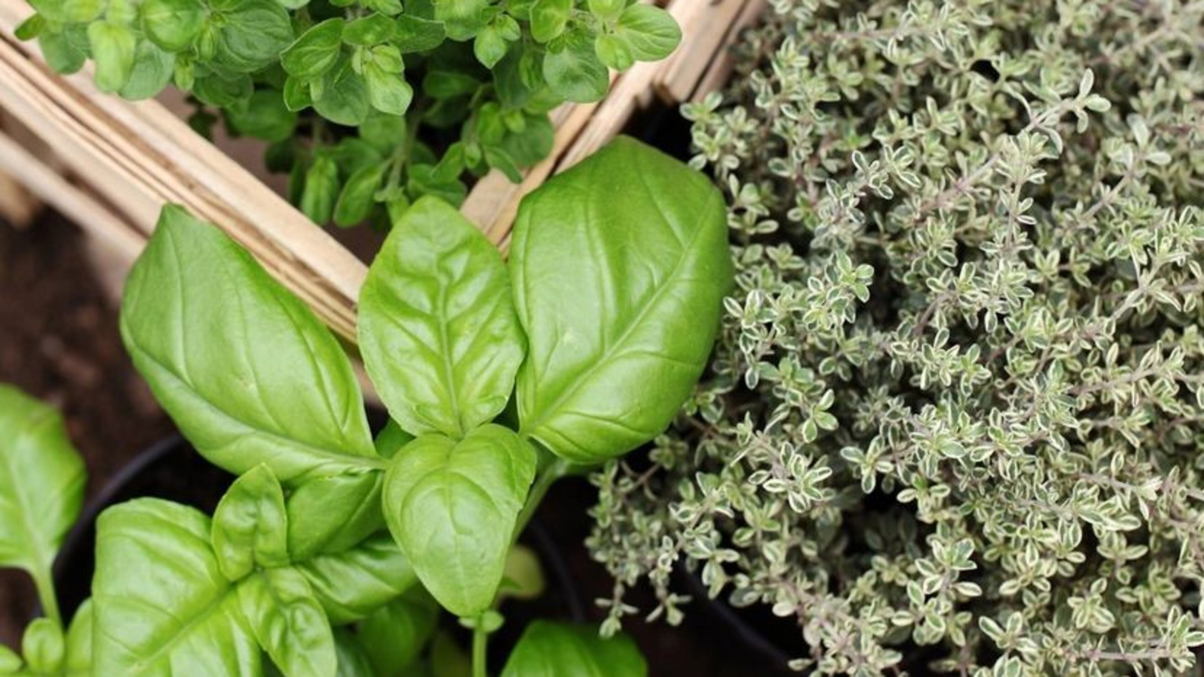 Participants can learn how to grow herbs in their kitchen garden during a 10 a.m. March 19 class. (Courtesy of Woodstock)