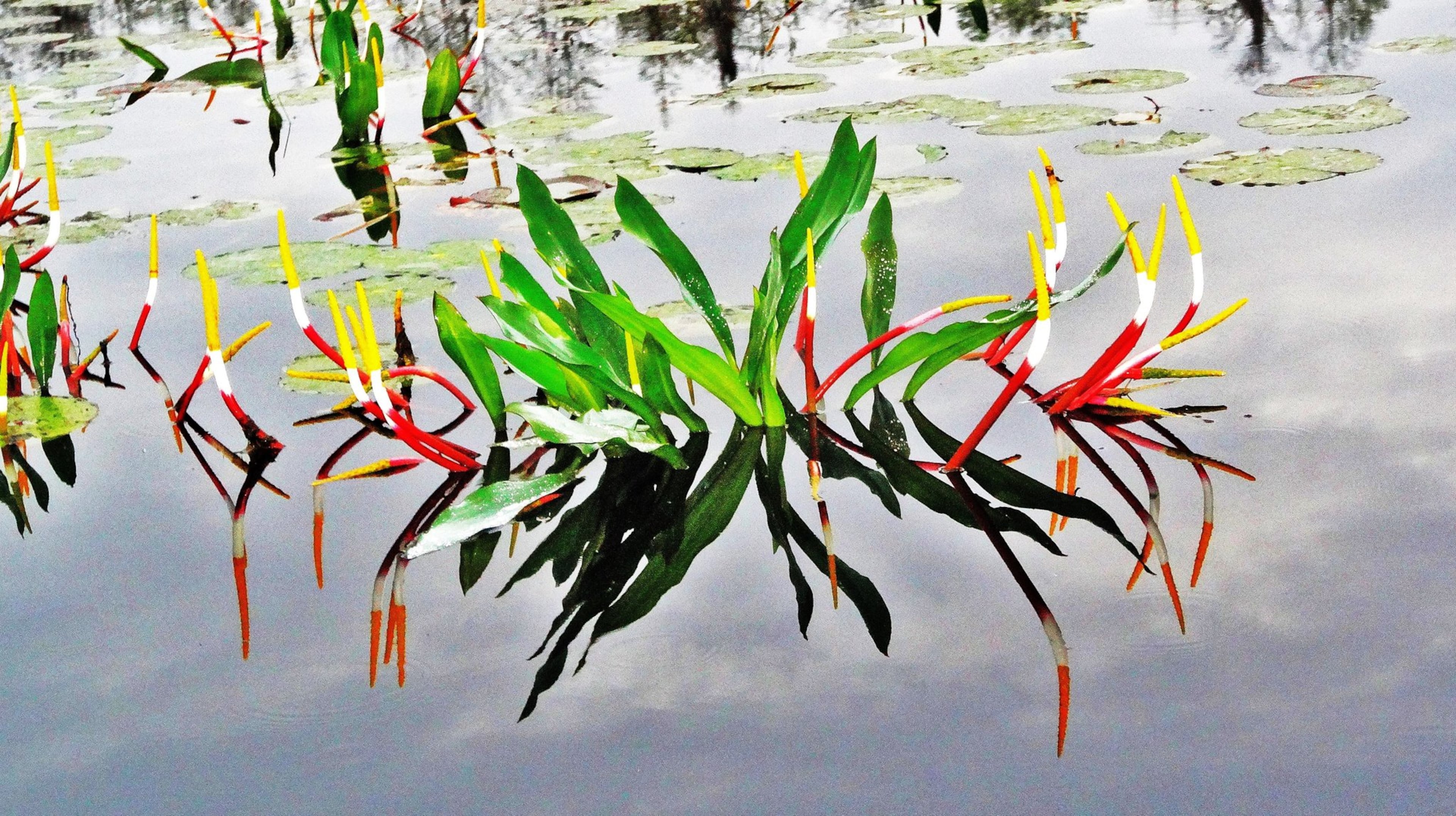 The golden club, also known as “neverwet,” is one of the most common aquatic plants in the Okefenokee Swamp. (Contributed by Charles Seabrook)