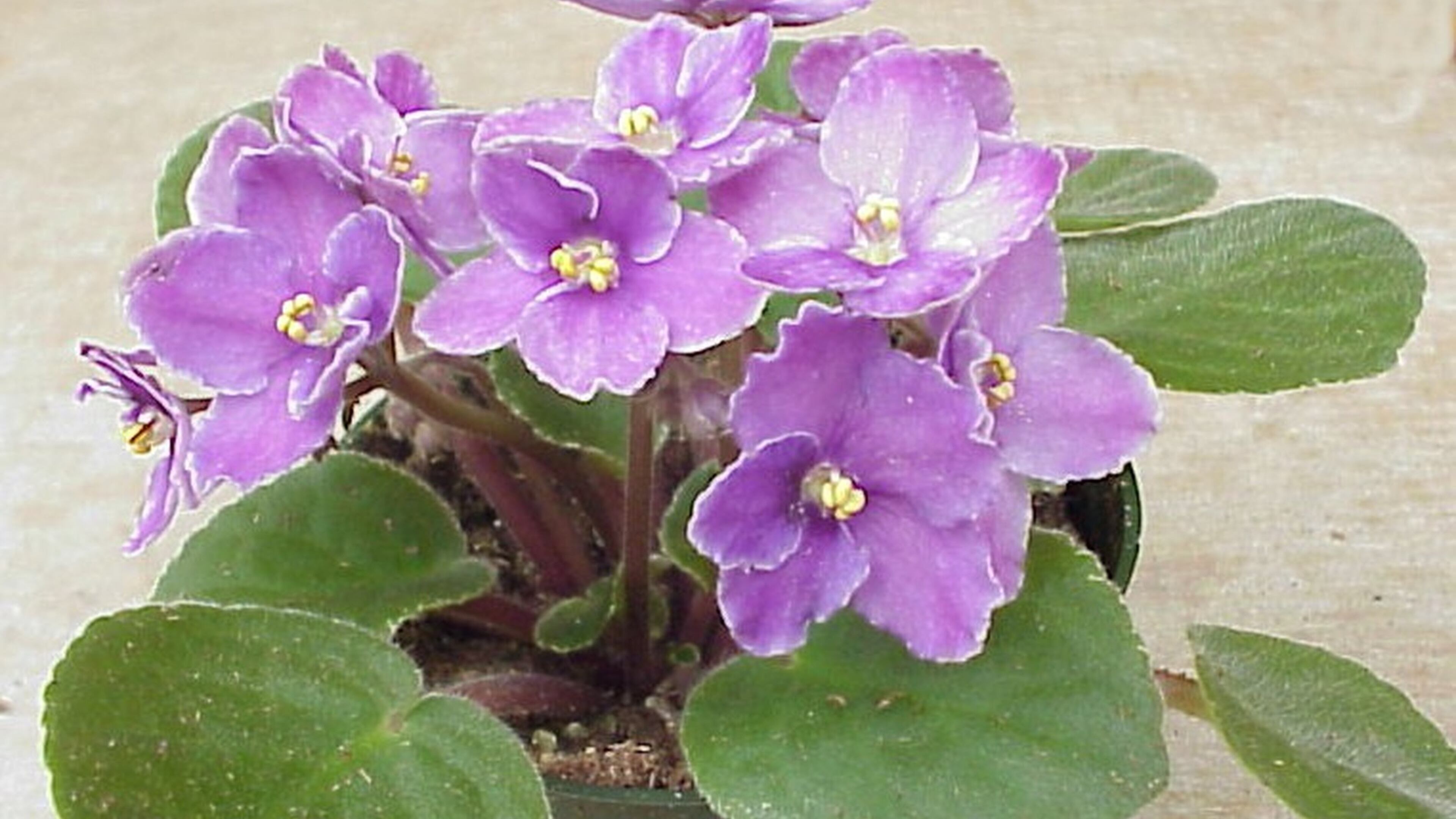 African violet flowers do best in a moderately sunny window. PHOTO CREDIT: Walter Reeves
