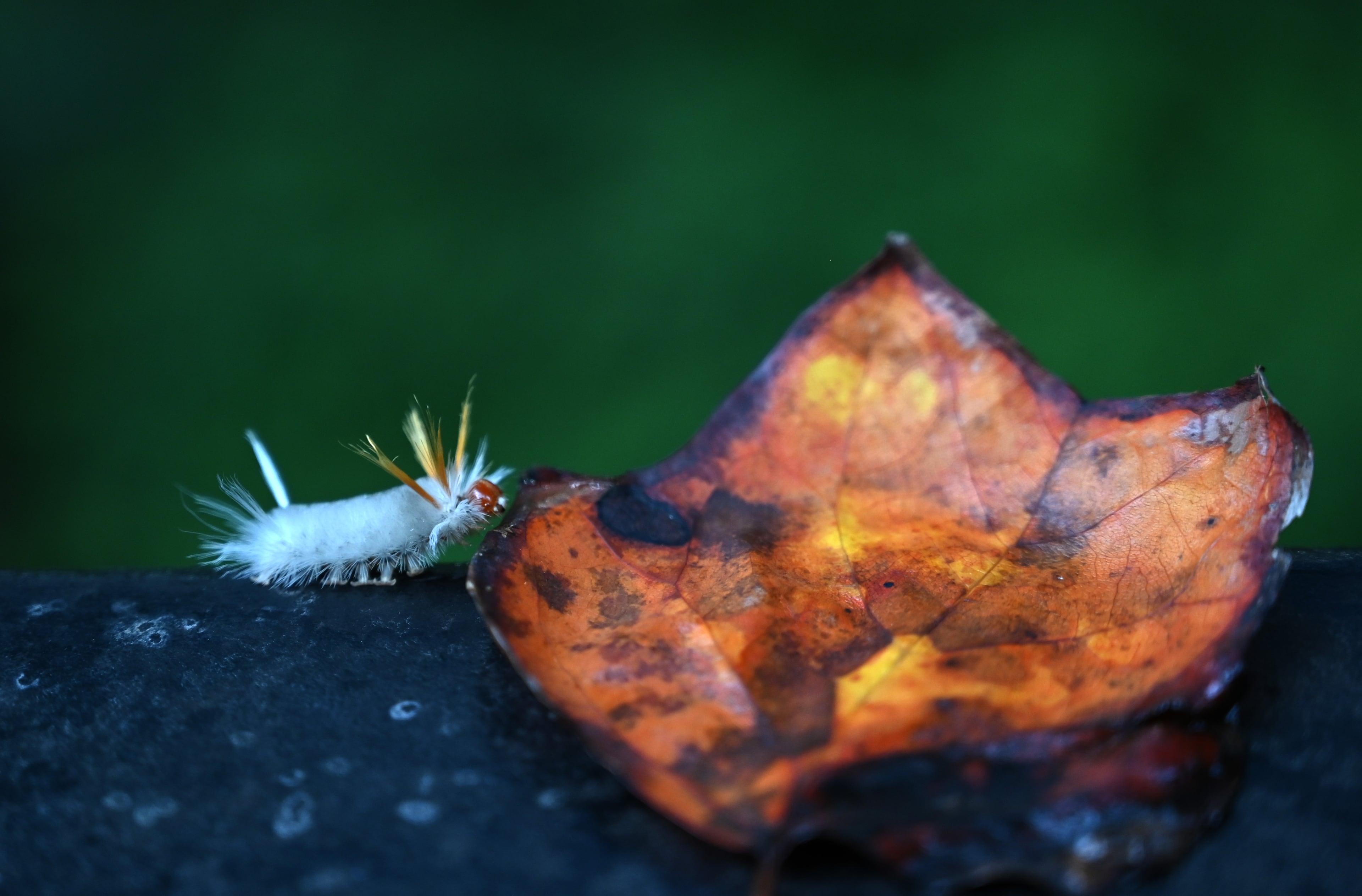 September 12, 2020 Atlanta - Caterpillar on Proctor Creek Greenway on Saturday, September 12, 2020. The 70 acres was put together by former Georgia Tech and Atlanta Braves baseball star Mark Teixeira and his partners. It was slated for a highly publicized mixed-use development in a low-income area that is drawing intense interest from developers. The land is at the convergence of three of Atlanta’s highly touted greenspace initiatives under development — Bellwood Quarry Park, the Beltline and the Proctor Creek Greenway — and within walking distance of the Bankhead MARTA station. (Hyosub Shin / Hyosub.Shin@ajc.com)