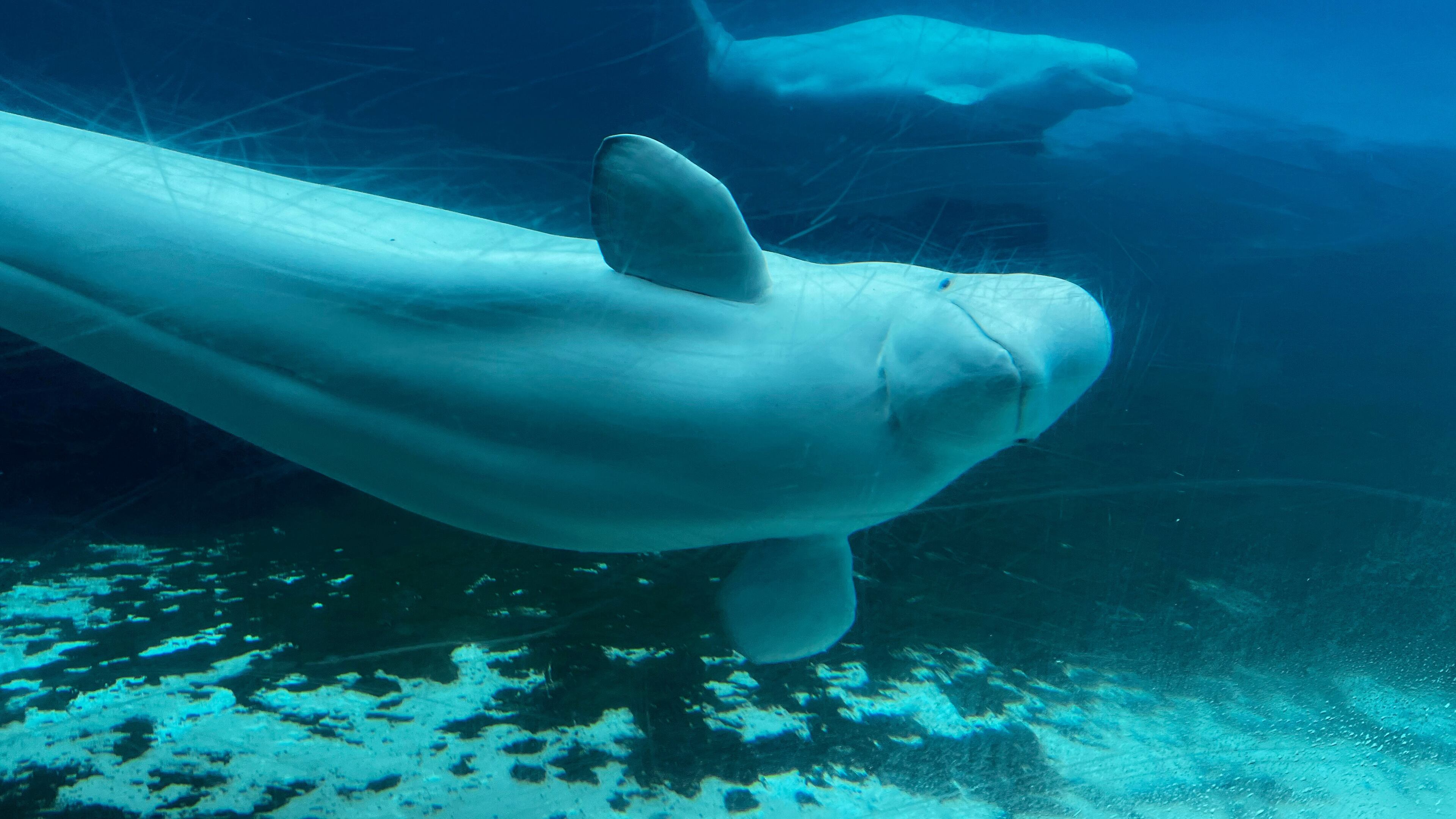 FILE - Beluga whales swim in a tank at Marineland amusement park in Niagara Falls, Ontario, Canada, June 9, 2023. (Chris Young/The Canadian Press via AP, File)